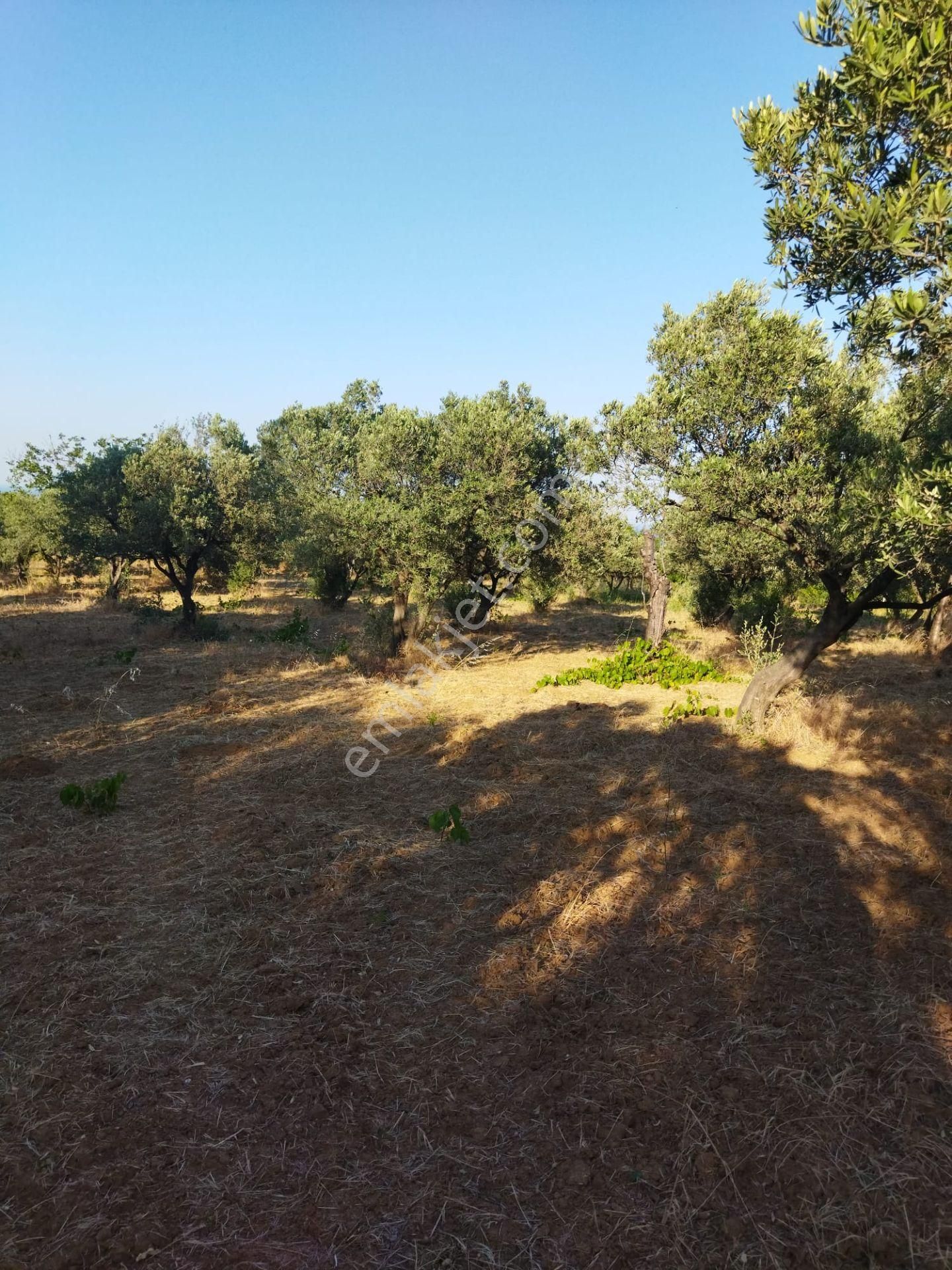 Şarköyde Işık Emlakta Hoşköy Mah De 3600 M2 Zeytinlik - Görsel 13