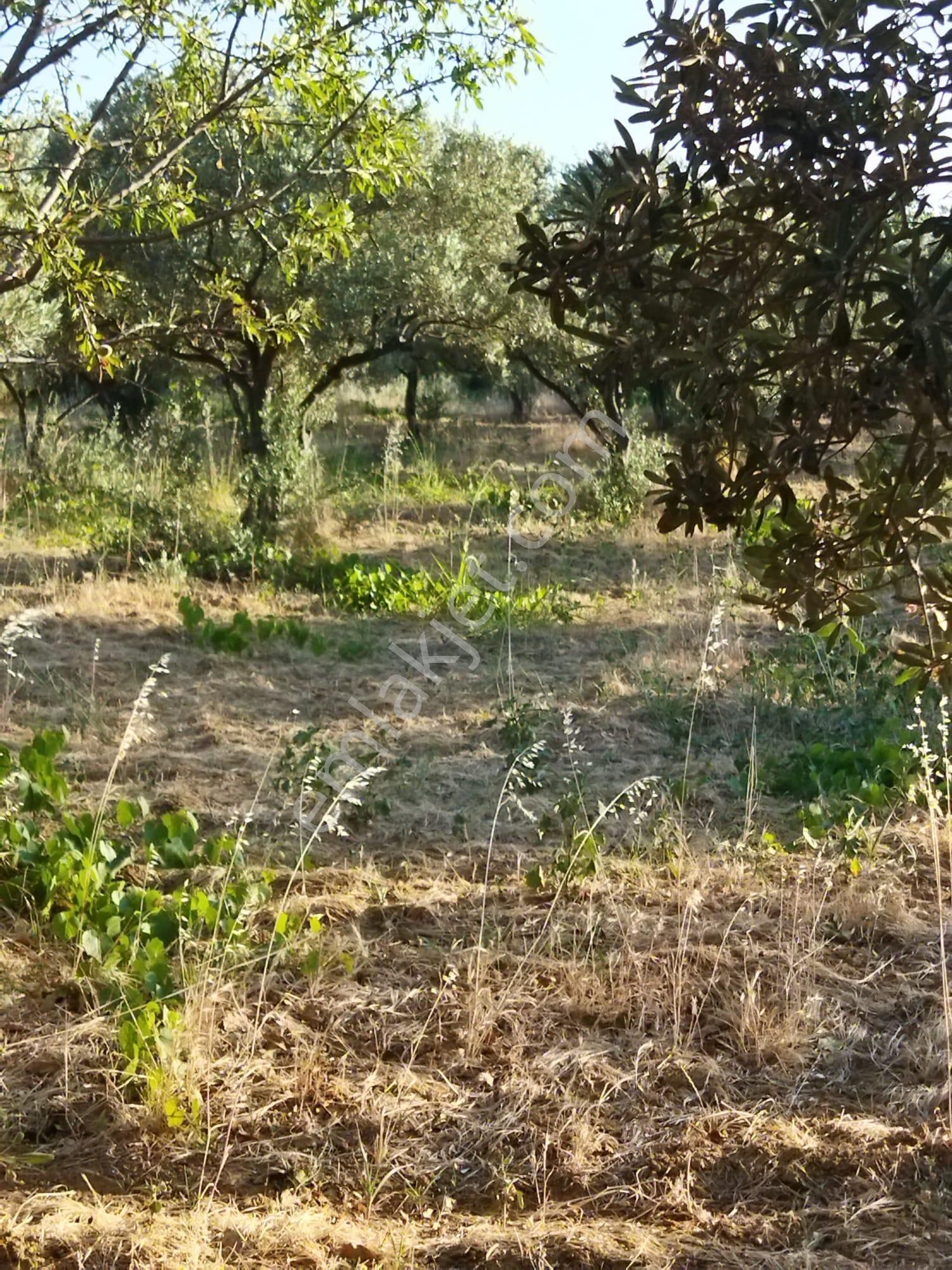 Şarköyde Işık Emlakta Hoşköy Mah De 3600 M2 Zeytinlik - Görsel 6