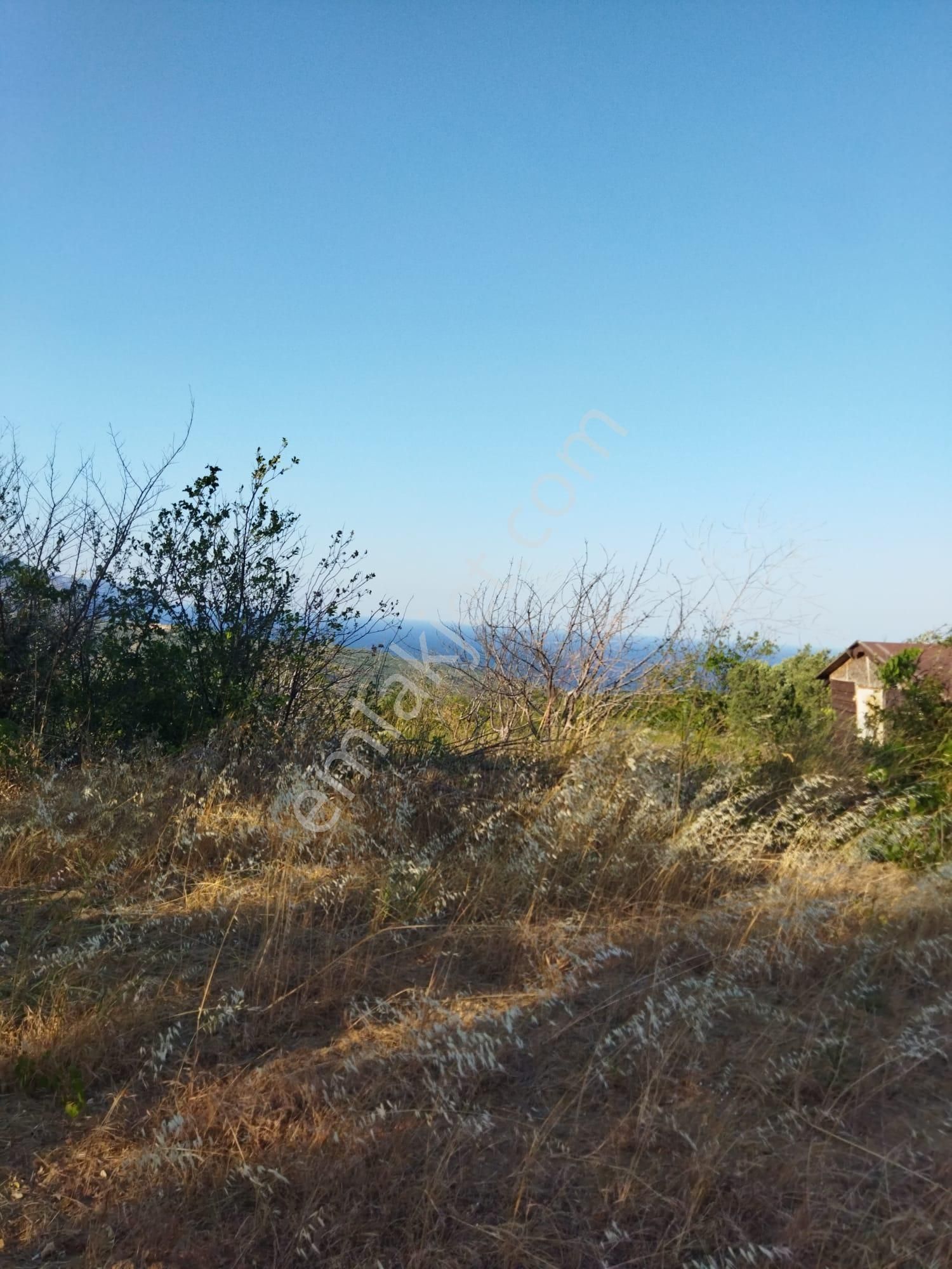 Şarköyde Işık Emlakta Hoşköy Mah De 3600 M2 Zeytinlik - Görsel 15