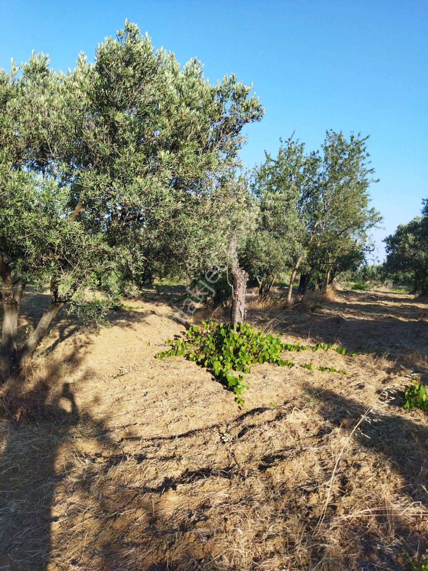 Şarköyde Işık Emlakta Hoşköy Mah De 3600 M2 Zeytinlik - Görsel 3