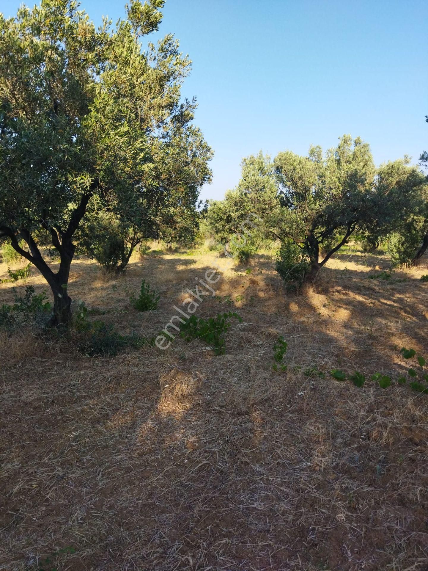 Şarköyde Işık Emlakta Hoşköy Mah De 3600 M2 Zeytinlik - Görsel 10