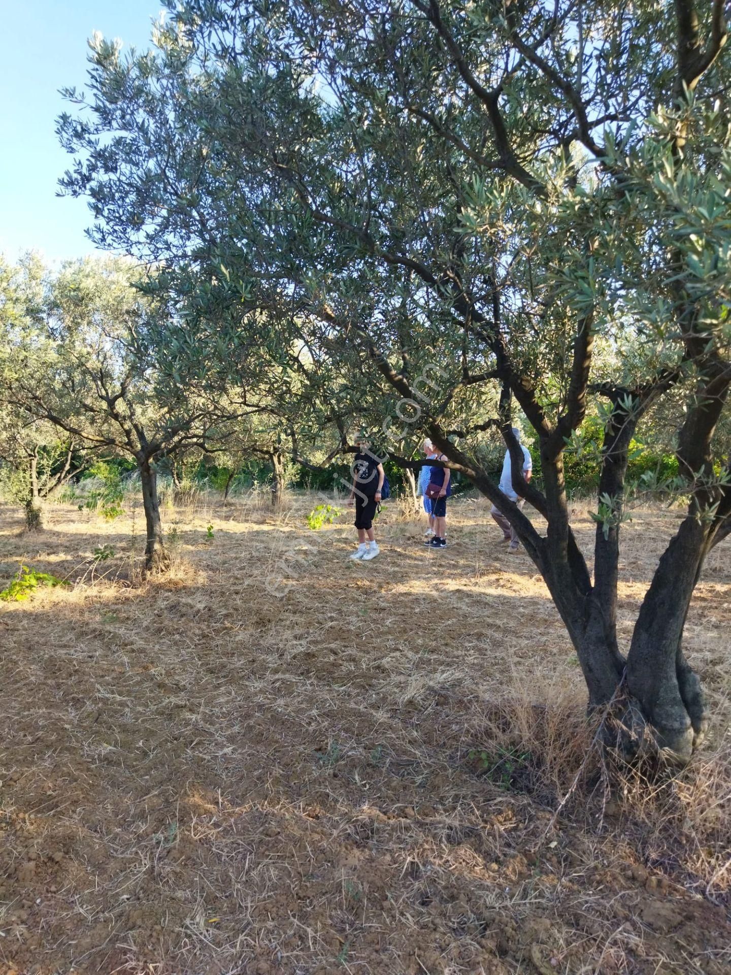 Şarköyde Işık Emlakta Hoşköy Mah De 3600 M2 Zeytinlik - Görsel 11