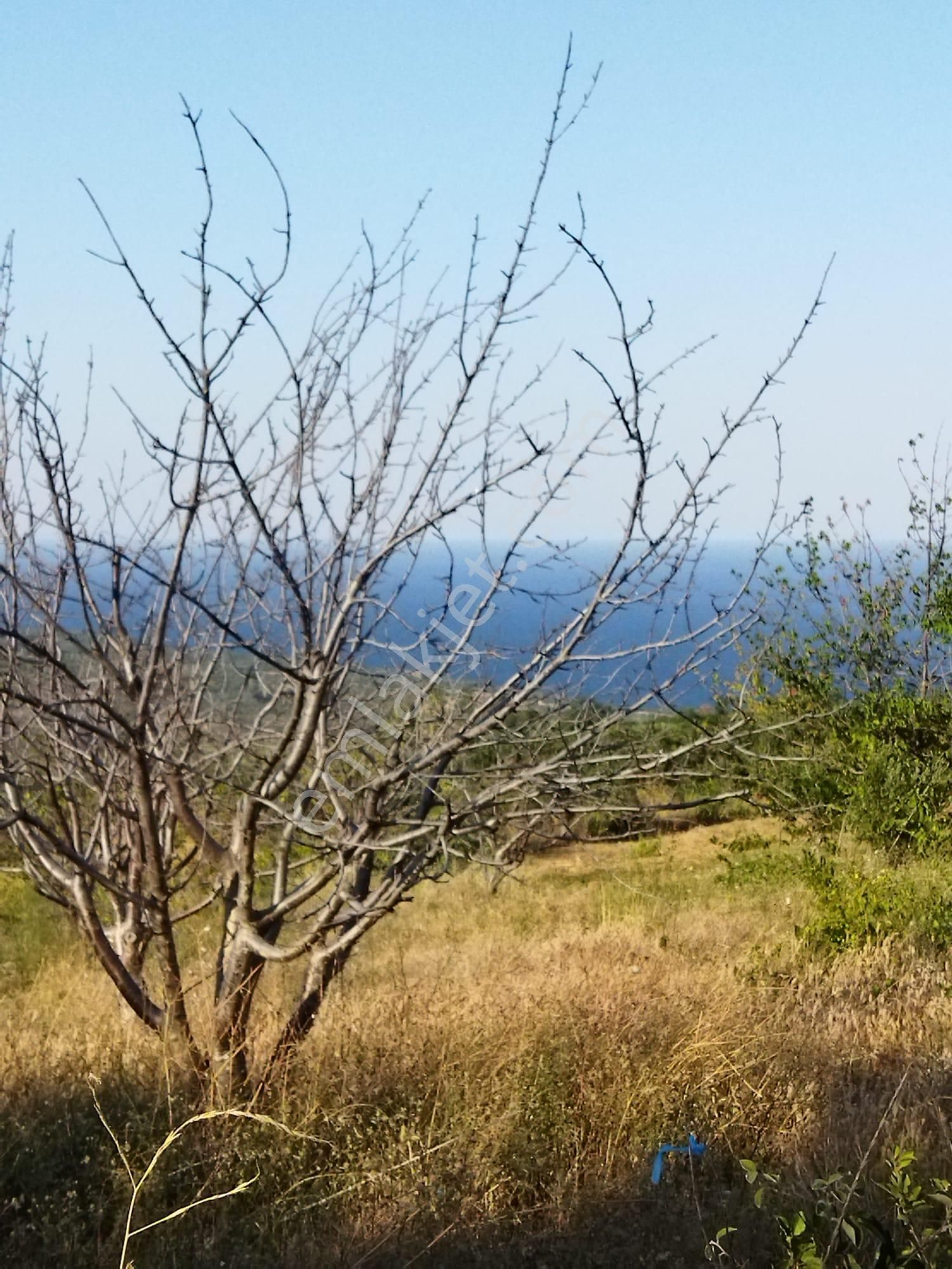 Şarköyde Işık Emlakta Hoşköy Mah De 3600 M2 Zeytinlik - Görsel 2