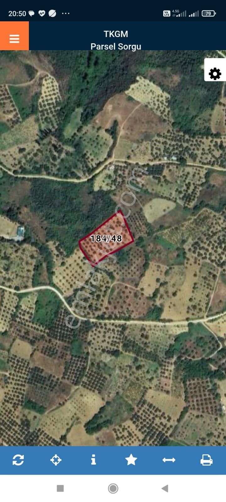 Şarköyde Işık Emlakta Hoşköy Mah De 3600 M2 Zeytinlik - Görsel 19