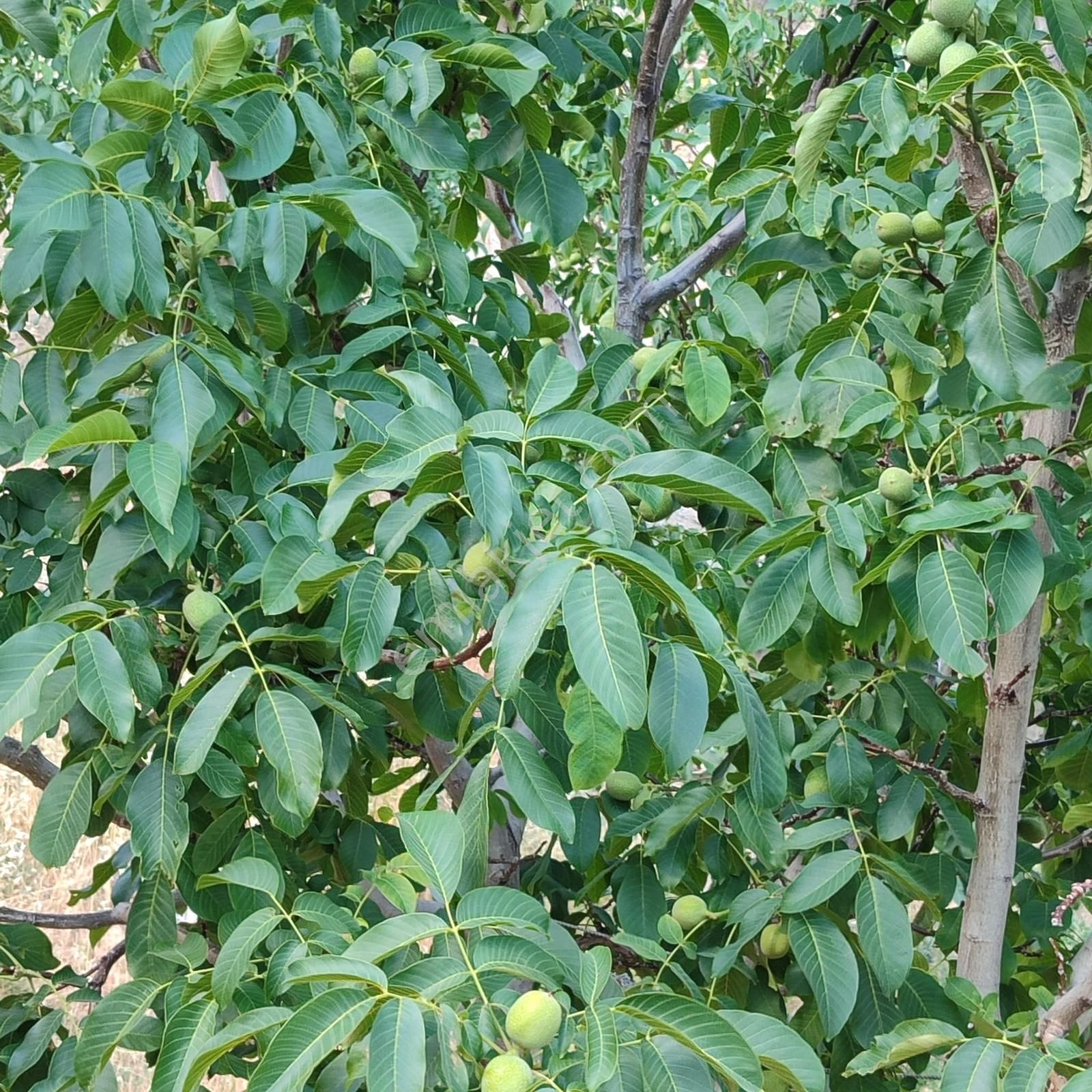 Gündoğmuşta 4.380 M² Arazide 100 Ceviz Ağacıyla Satılık Bahçe - Görsel 10