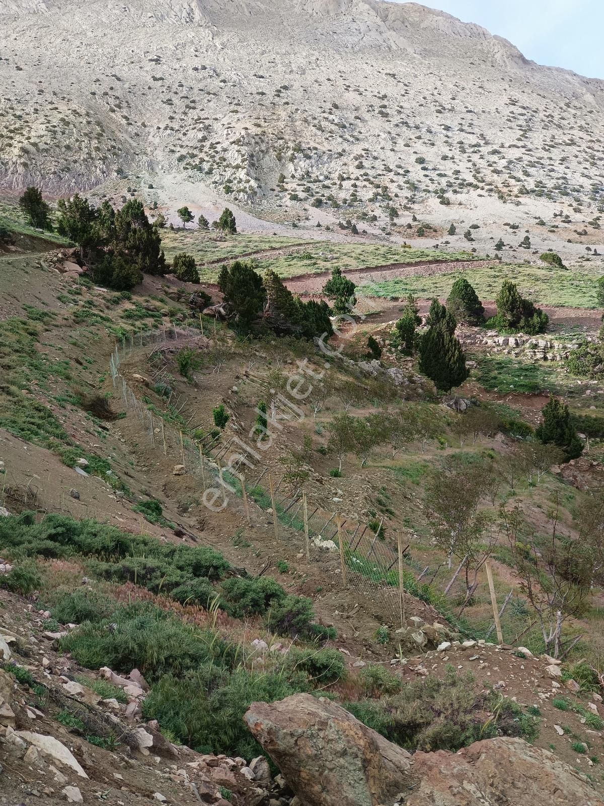 Gündoğmuşta 4.380 M² Arazide 100 Ceviz Ağacıyla Satılık Bahçe - Görsel 4