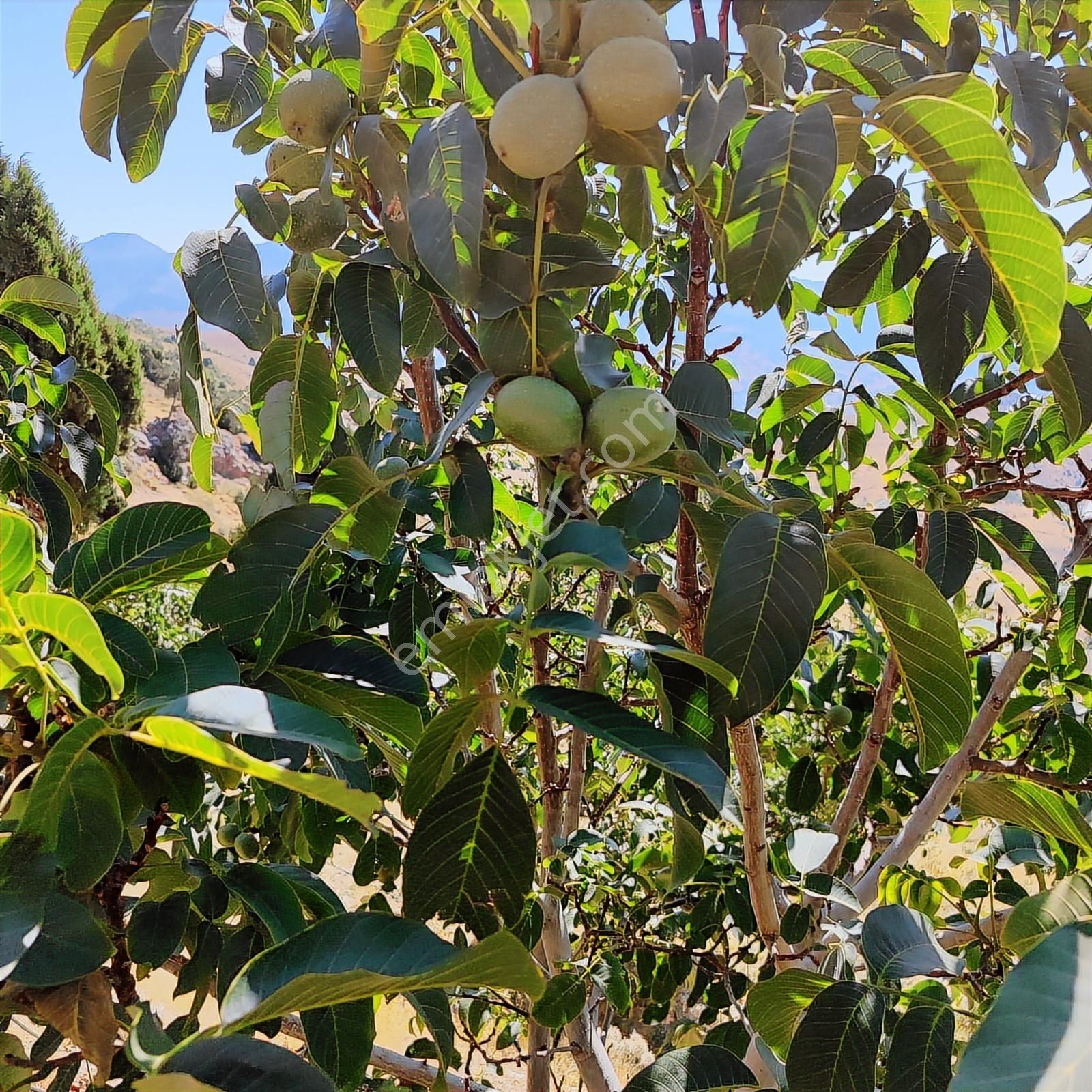 Gündoğmuşta 4.380 M² Arazide 100 Ceviz Ağacıyla Satılık Bahçe - Görsel 3