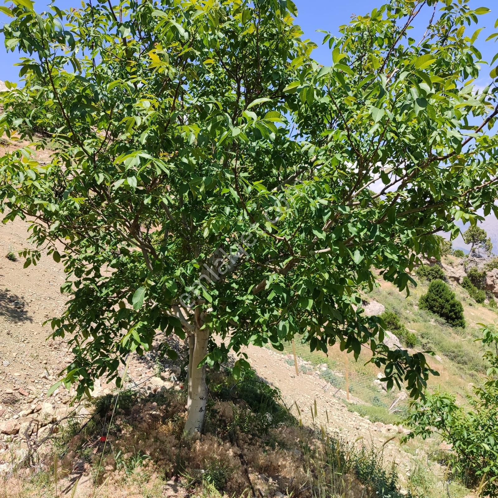 Gündoğmuşta 4.380 M² Arazide 100 Ceviz Ağacıyla Satılık Bahçe - Görsel 11