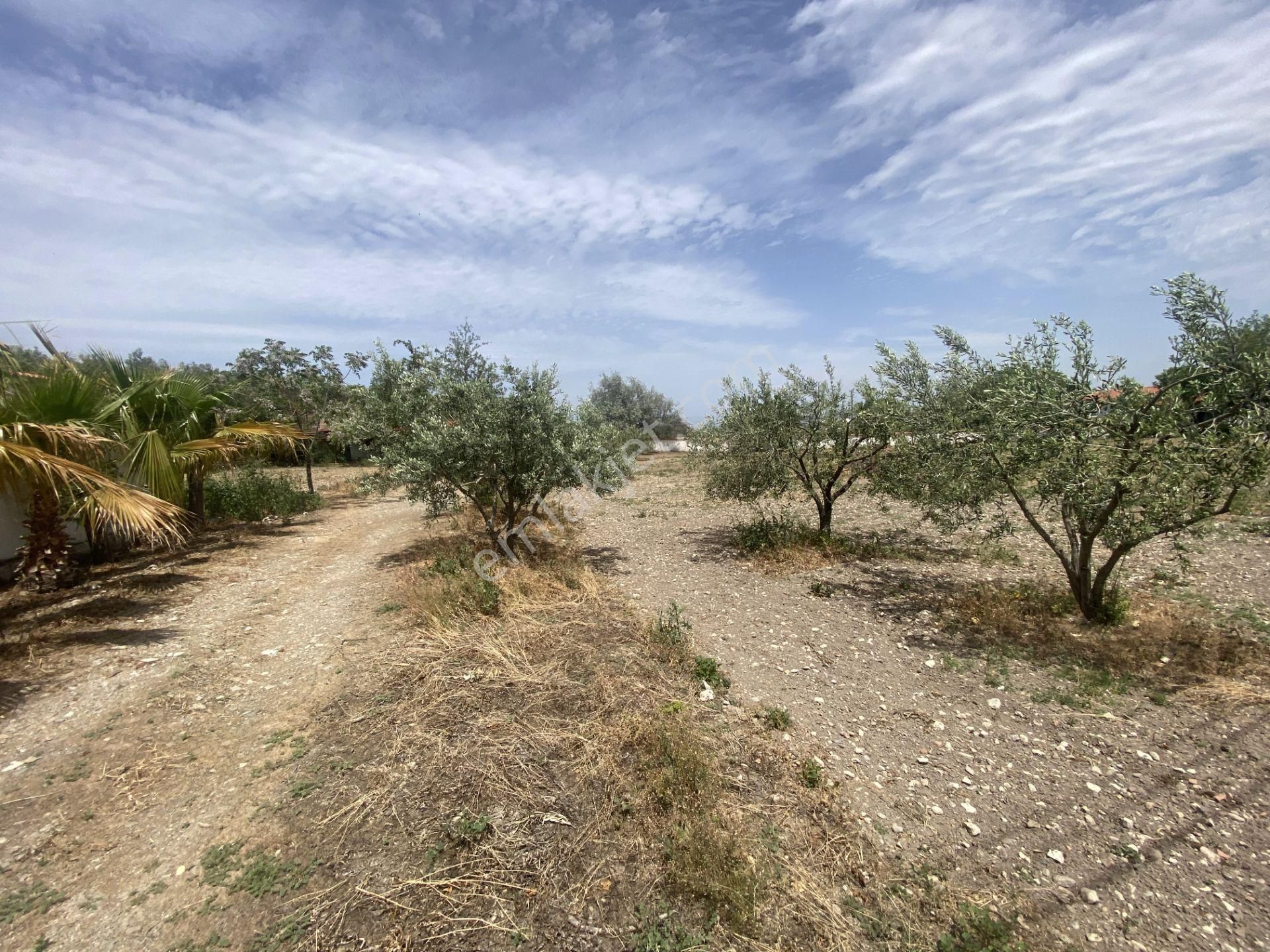 Balıkesir Gömec Keremköy De Satılık Ciftlikevi. - Görsel 18