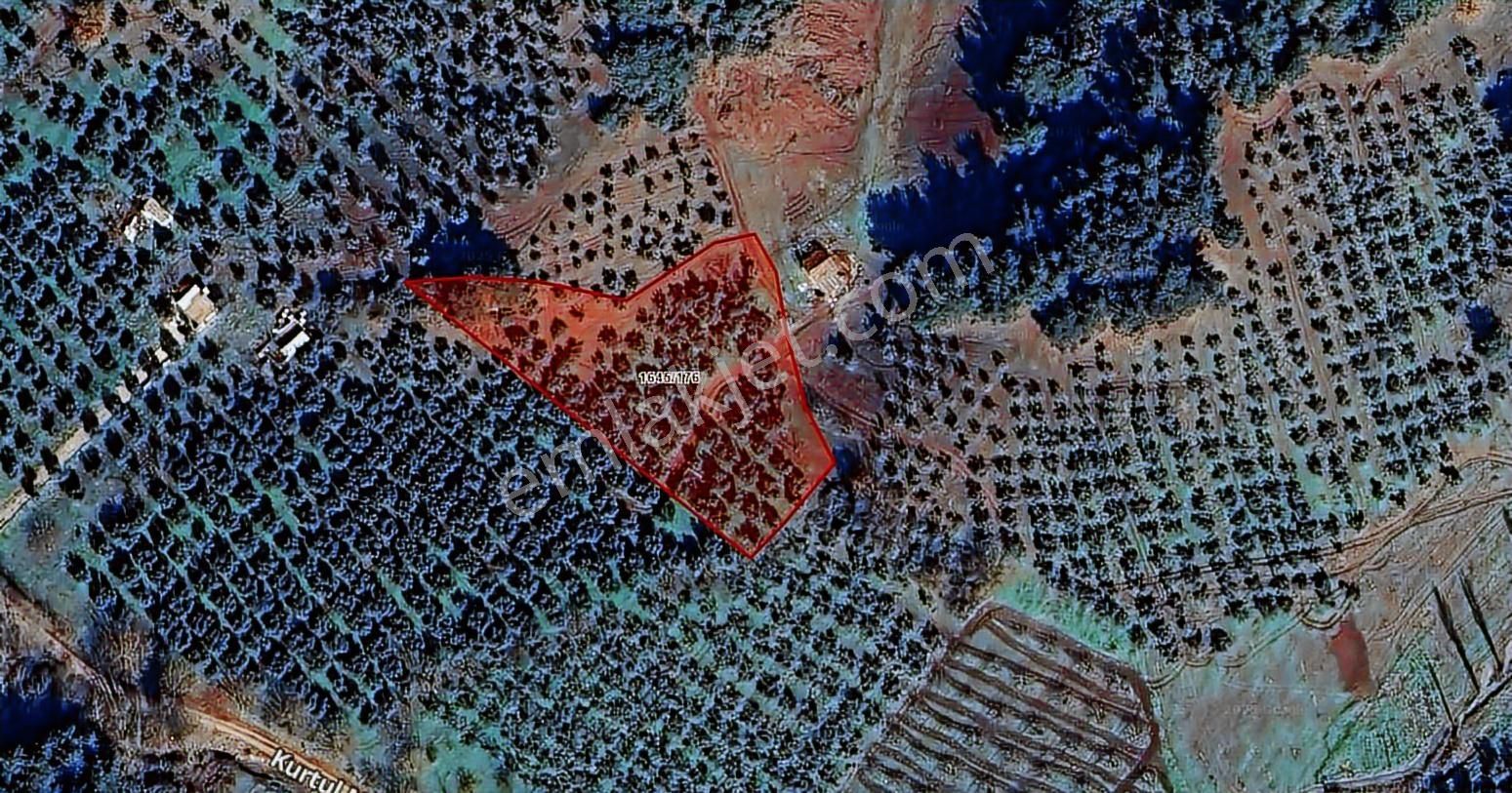 Bursa Gemlik Muratobada Satılık Zeytinlik - Görsel 8