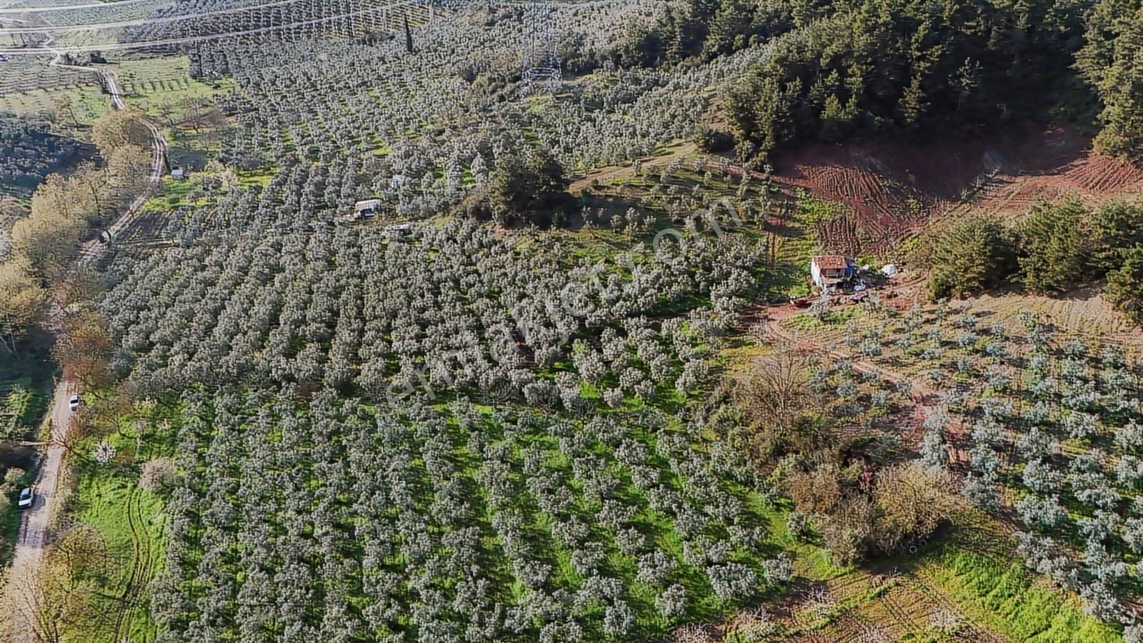 Bursa Gemlik Muratobada Satılık Zeytinlik - Görsel 11