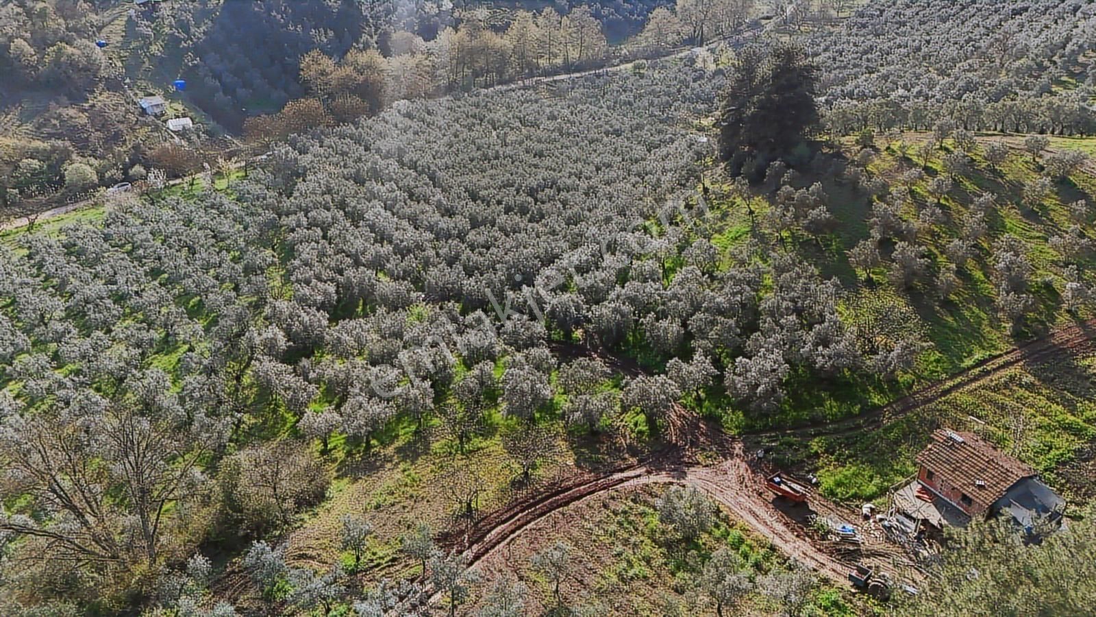 Bursa Gemlik Muratobada Satılık Zeytinlik - Görsel 2
