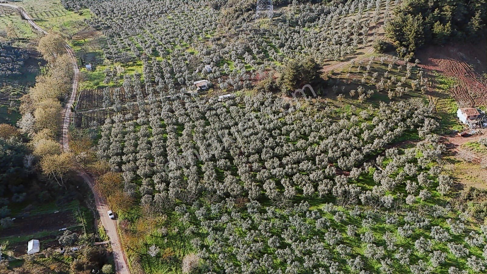 Bursa Gemlik Muratobada Satılık Zeytinlik - Görsel 14