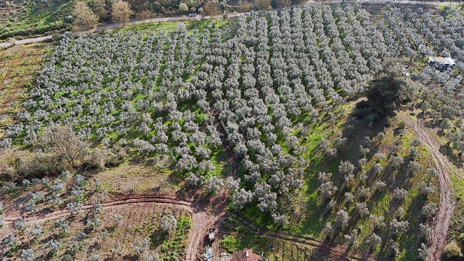 Bursa Gemlik Muratobada Satılık Zeytinlik - Görsel 6