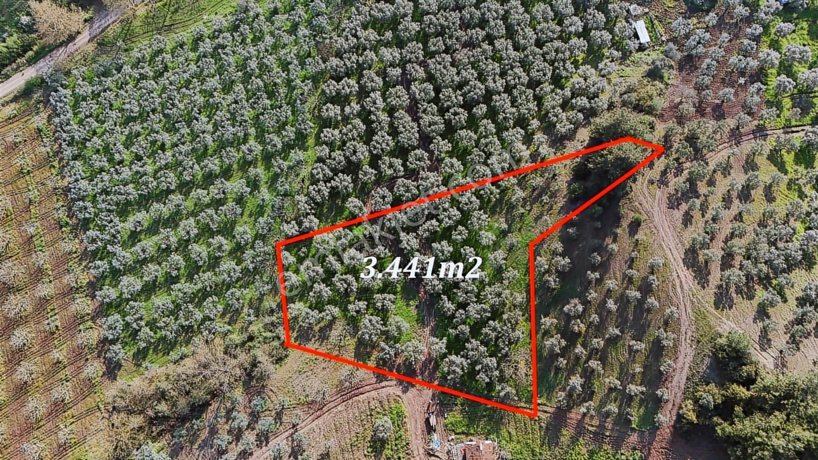 Bursa Gemlik Muratobada Satılık Zeytinlik