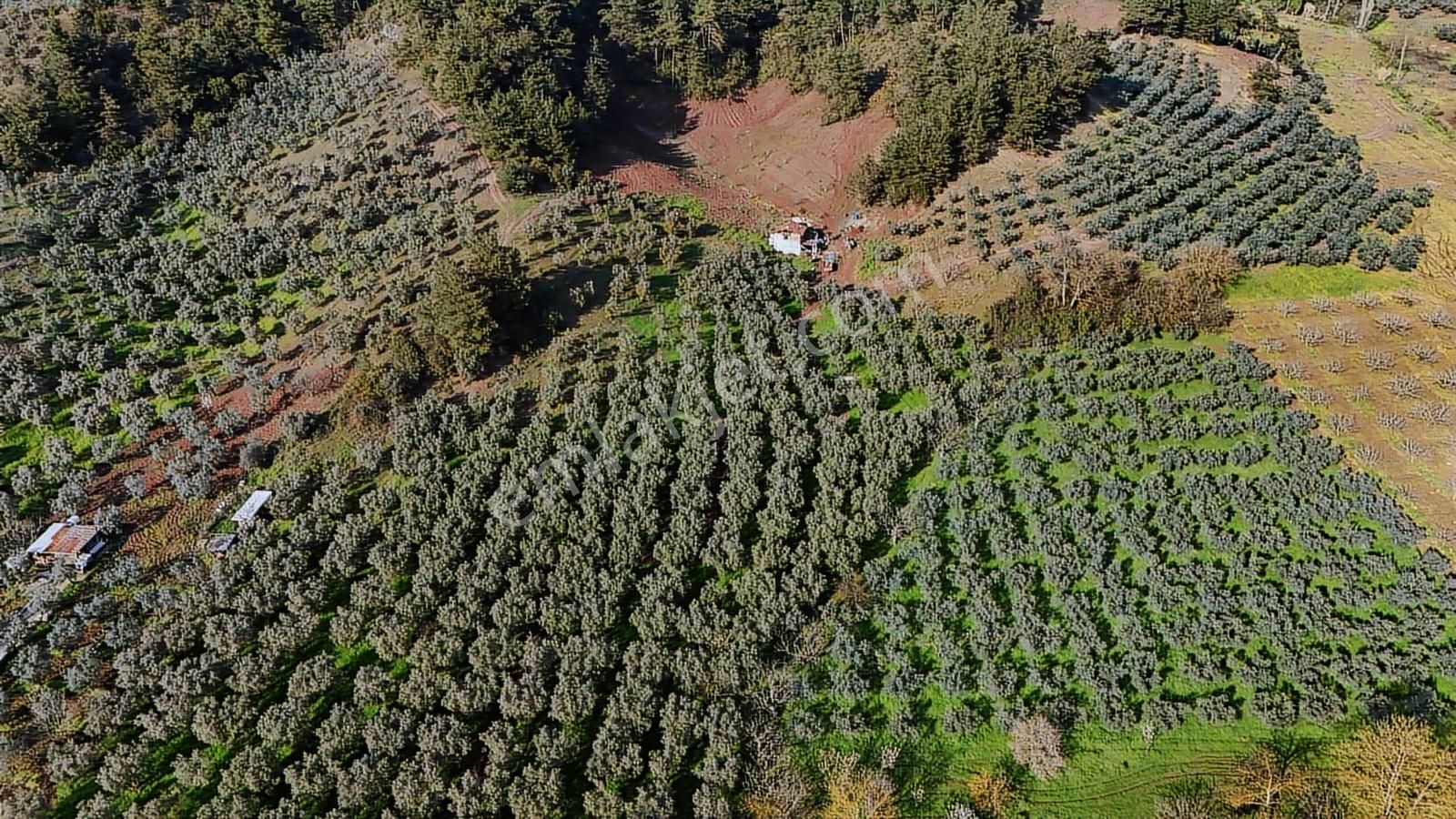 Bursa Gemlik Muratobada Satılık Zeytinlik - Görsel 10