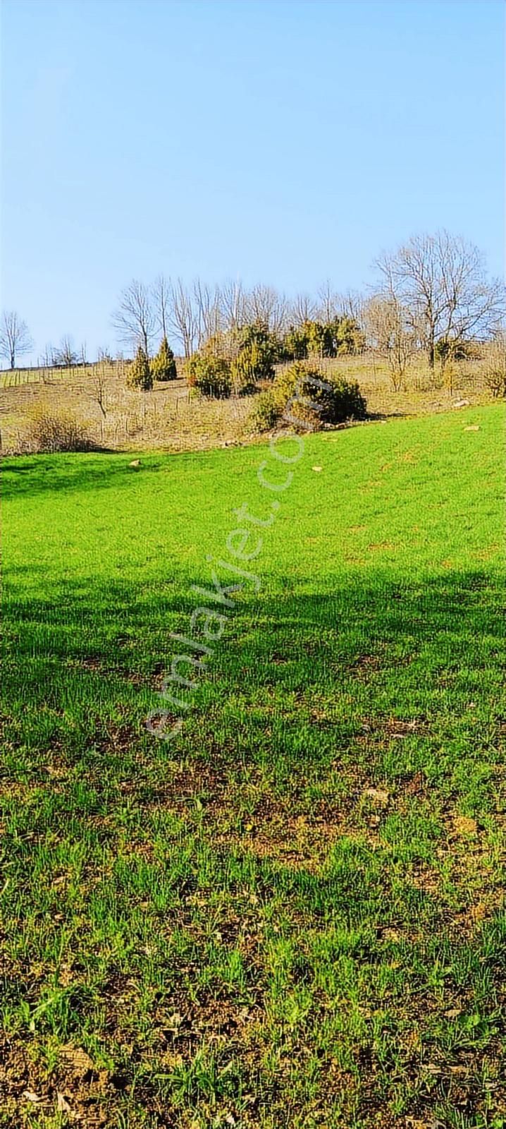 Çanakkale Lapseki Beyçayır Köyü 5246 M2 Satılık Arazi - Görsel 7