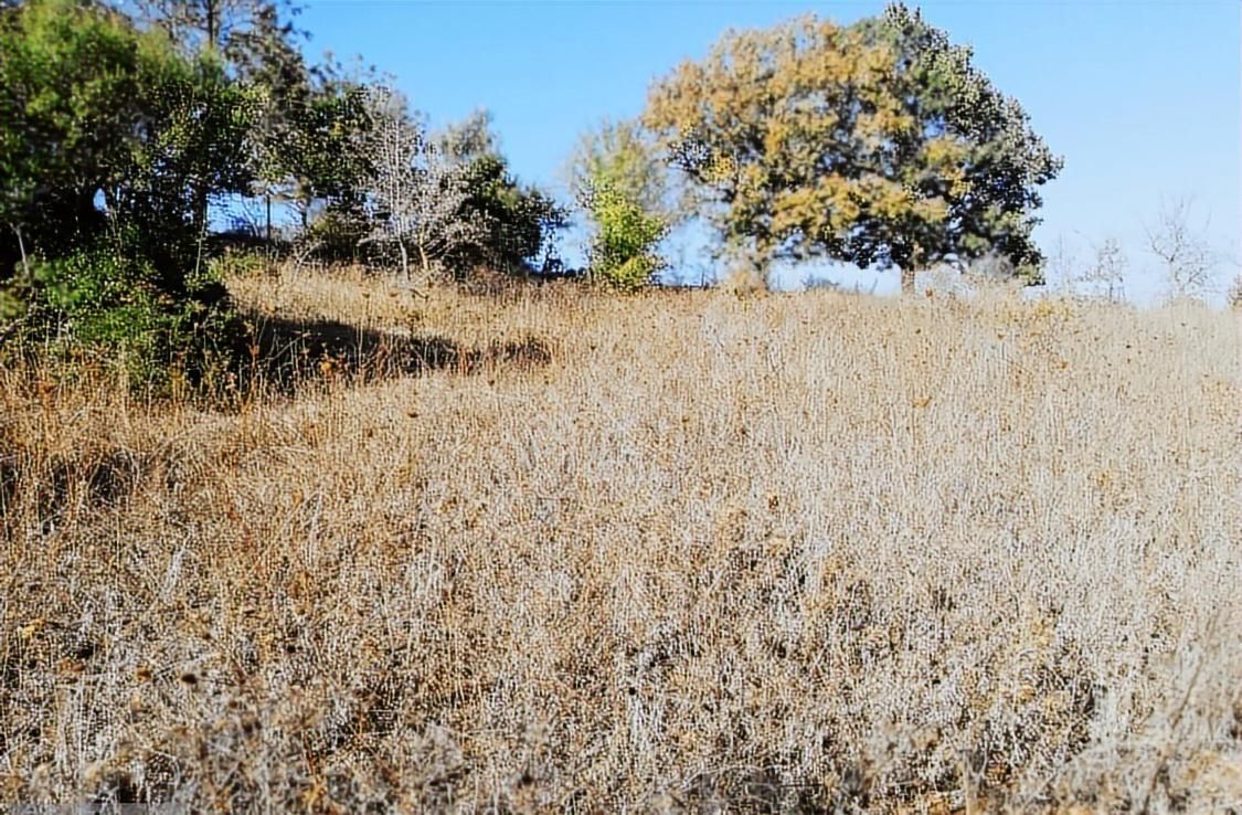 Çanakkale Lapseki Beyçayır Köyü 5246 M2 Satılık Arazi - Görsel 20