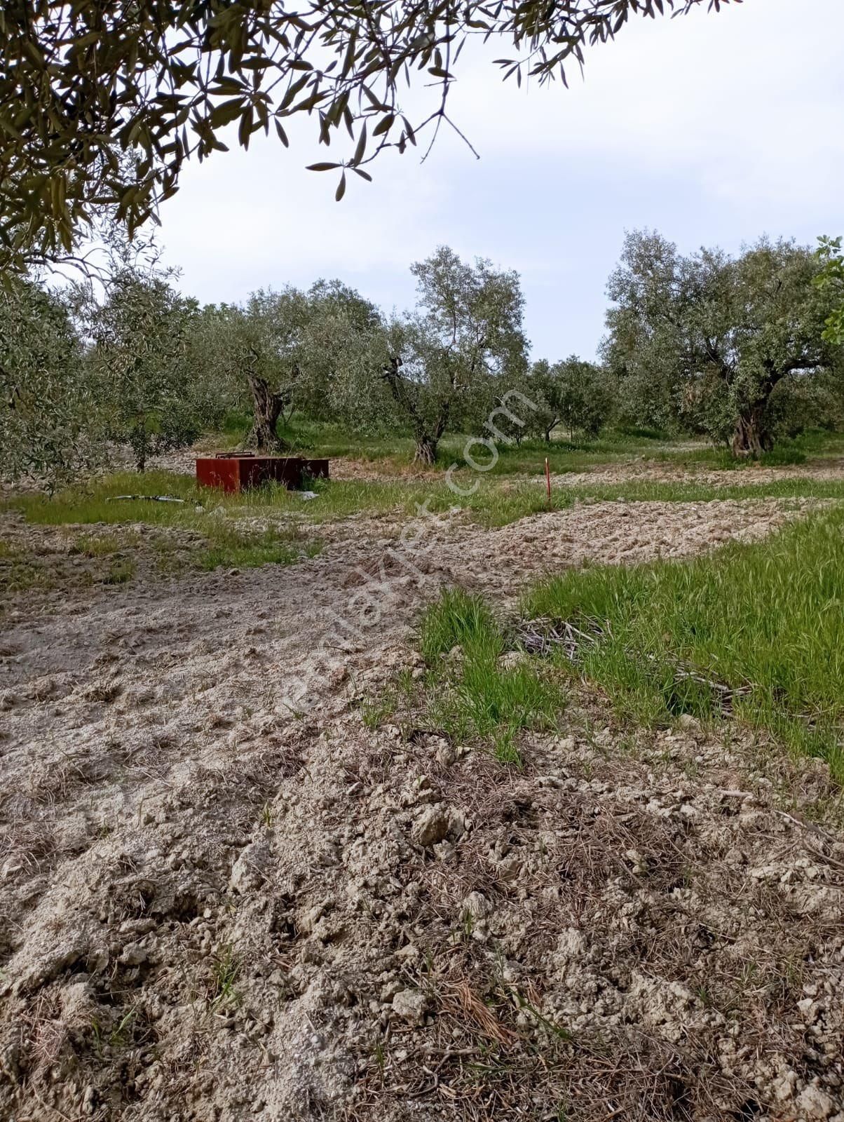 Saruhanlı Gözlette Tek Tapu Köy Civarı Zeytinlik - Görsel 11