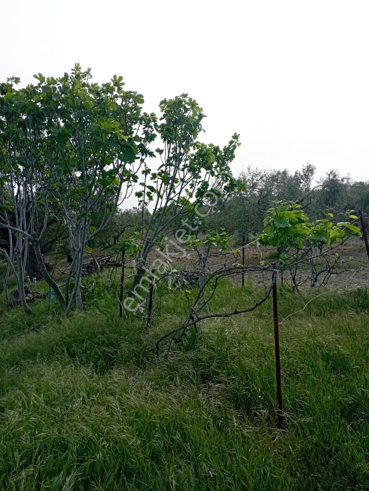Saruhanlı Gözlette Tek Tapu Köy Civarı Zeytinlik - Görsel 4
