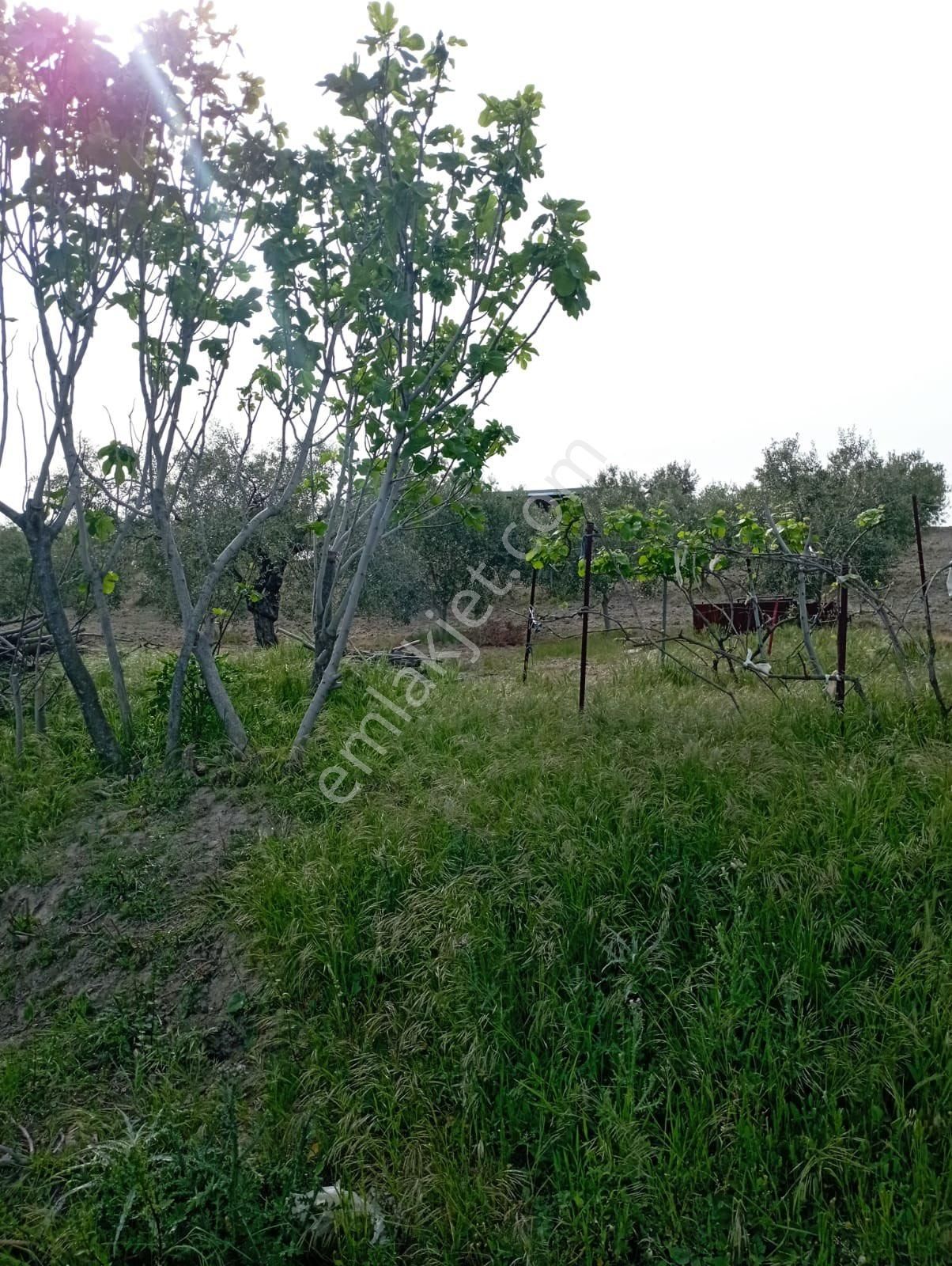 Saruhanlı Gözlette Tek Tapu Köy Civarı Zeytinlik - Görsel 6