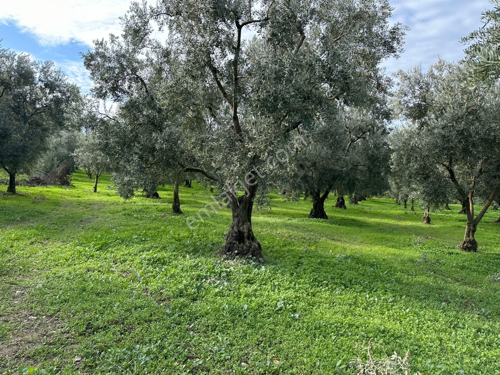 İznik Hocaköy Mahallesinde İmar Sınırında 3040 M2 Satılık Zeytin Bahçesi - Görsel 22