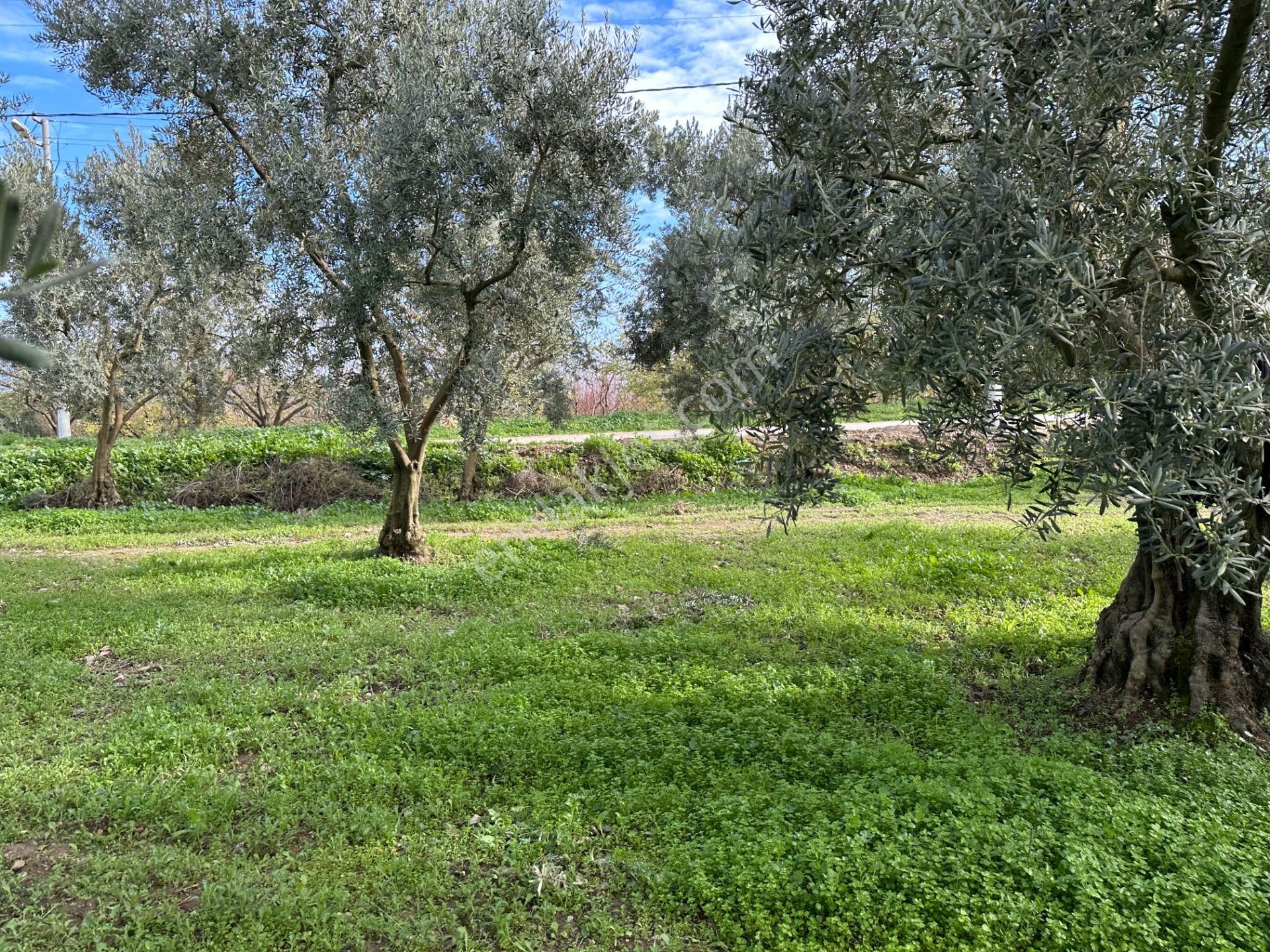 İznik Hocaköy Mahallesinde İmar Sınırında 3040 M2 Satılık Zeytin Bahçesi - Görsel 20