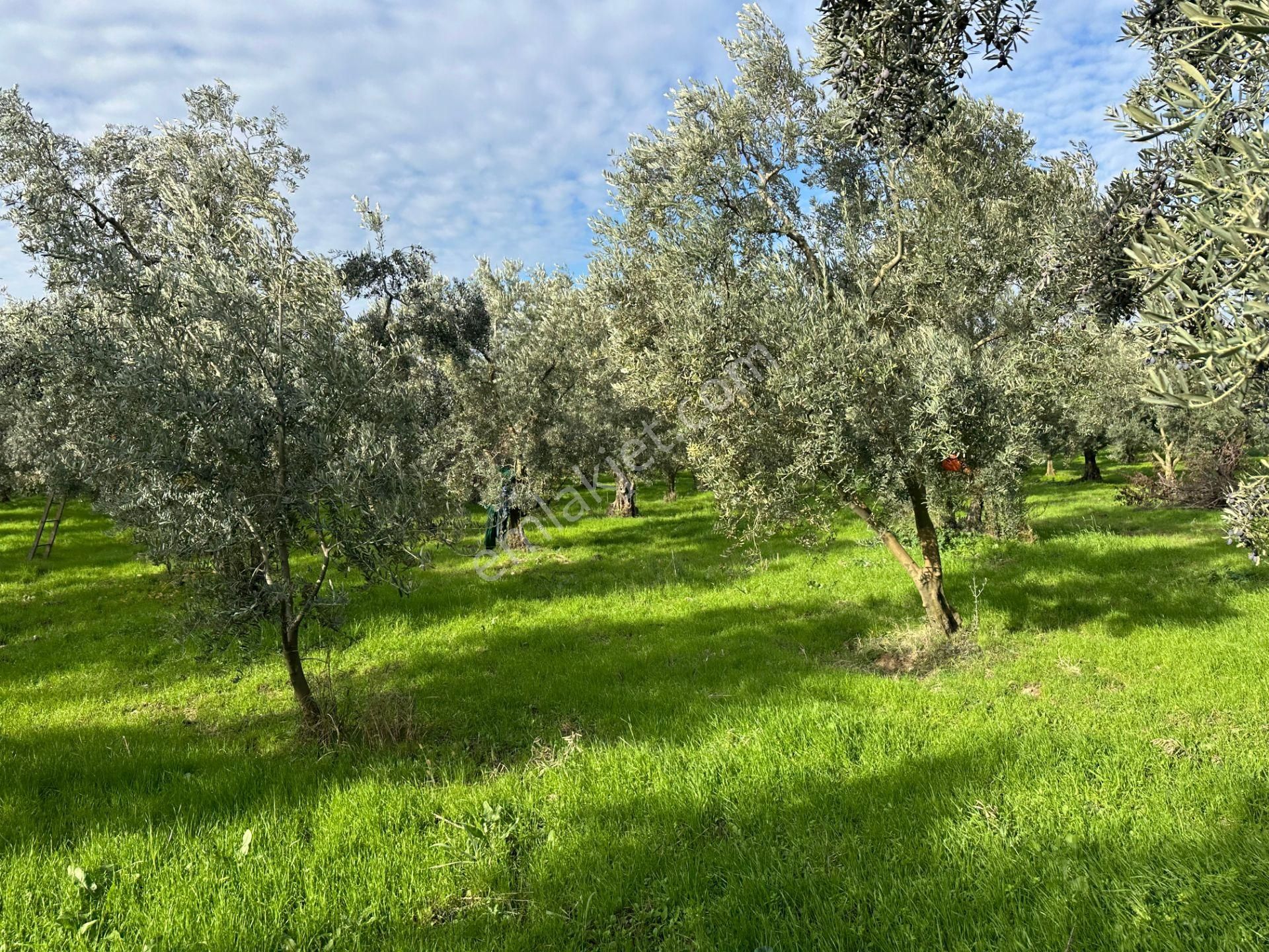 İznik Hocaköy Mahallesinde İmar Sınırında 3040 M2 Satılık Zeytin Bahçesi - Görsel 8