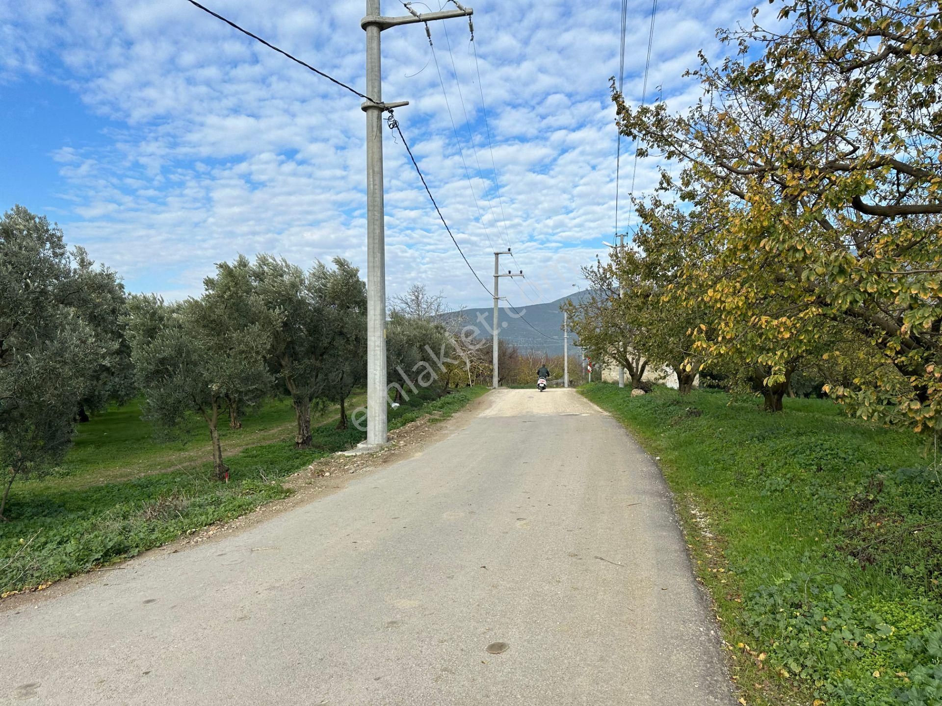 İznik Hocaköy Mahallesinde İmar Sınırında 3040 M2 Satılık Zeytin Bahçesi - Görsel 31