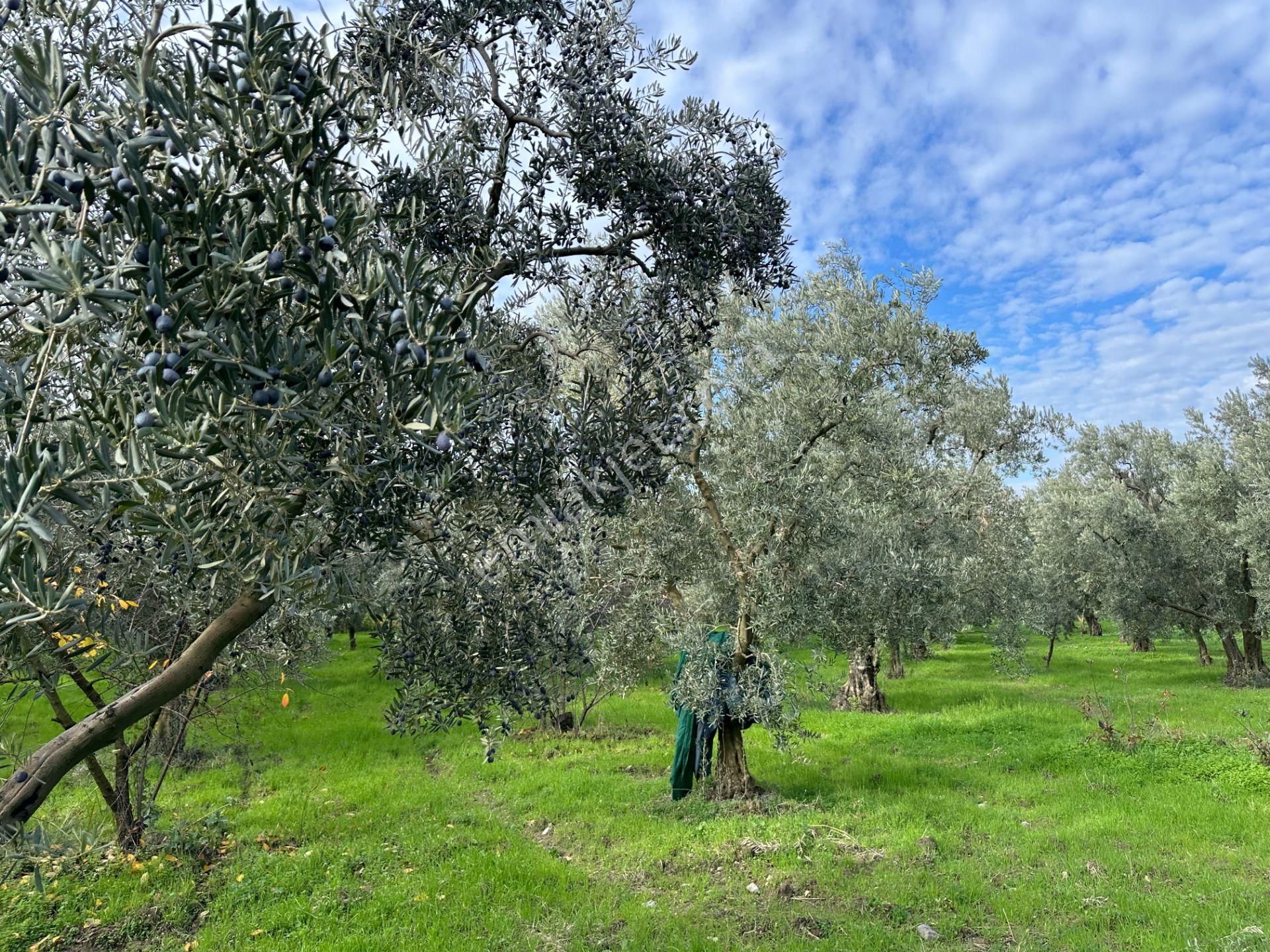 İznik Hocaköy Mahallesinde İmar Sınırında 3040 M2 Satılık Zeytin Bahçesi - Görsel 24