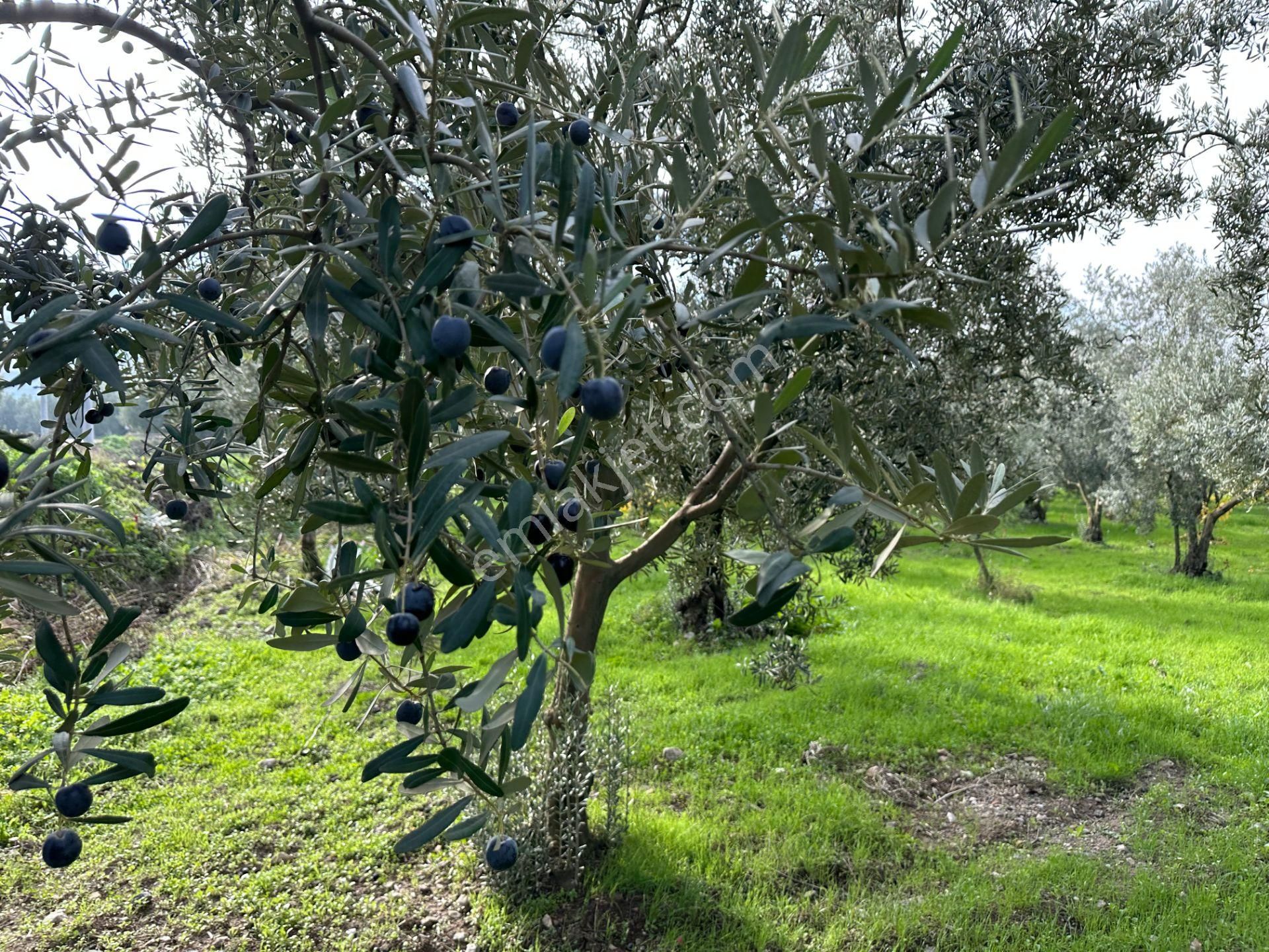 İznik Hocaköy Mahallesinde İmar Sınırında 3040 M2 Satılık Zeytin Bahçesi - Görsel 23