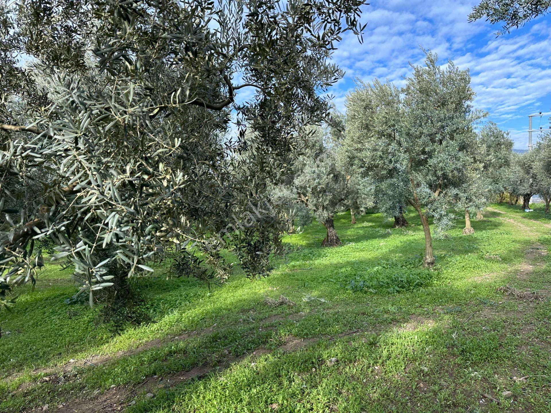 İznik Hocaköy Mahallesinde İmar Sınırında 3040 M2 Satılık Zeytin Bahçesi - Görsel 15