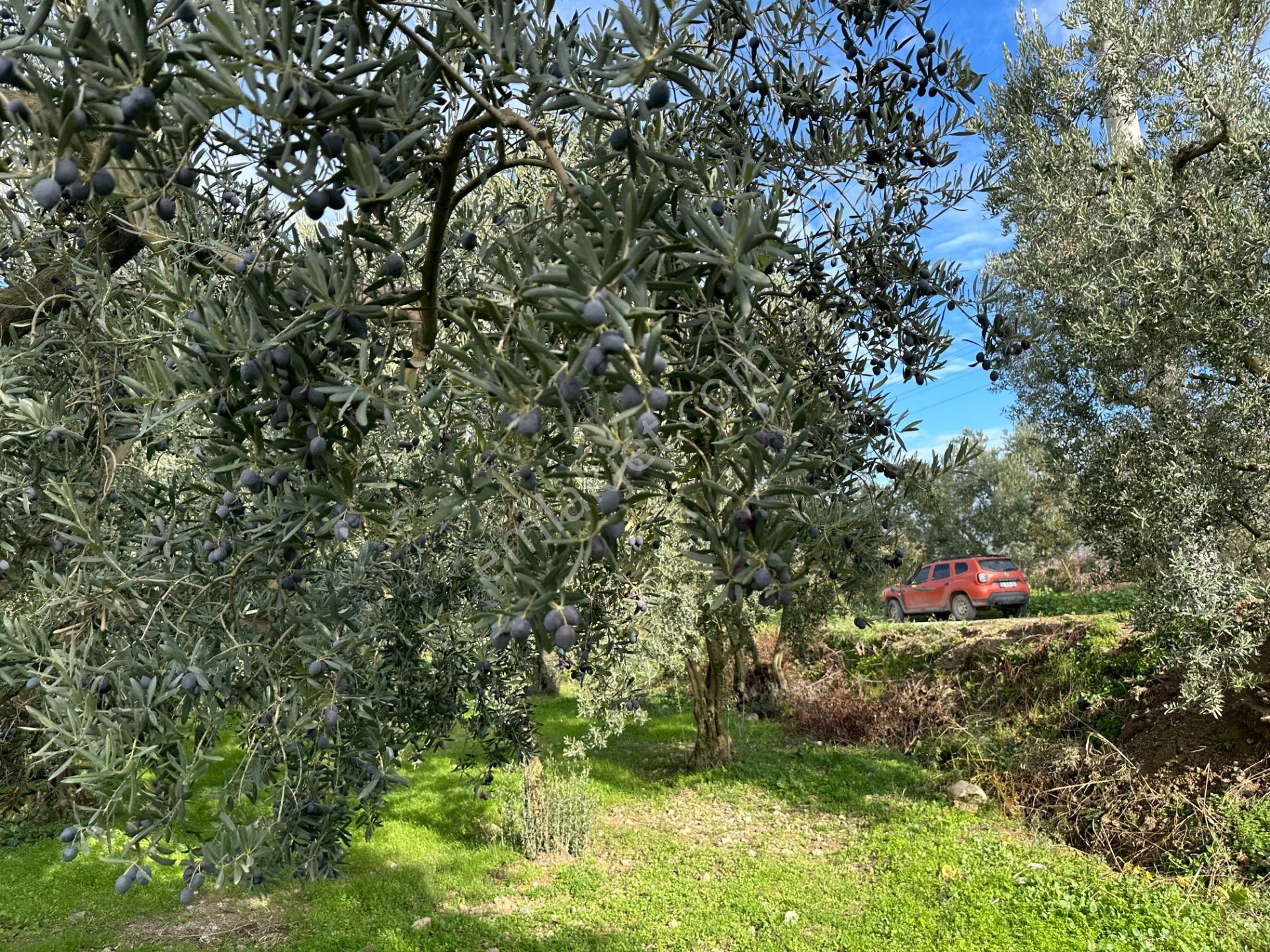 İznik Hocaköy Mahallesinde İmar Sınırında 3040 M2 Satılık Zeytin Bahçesi - Görsel 6