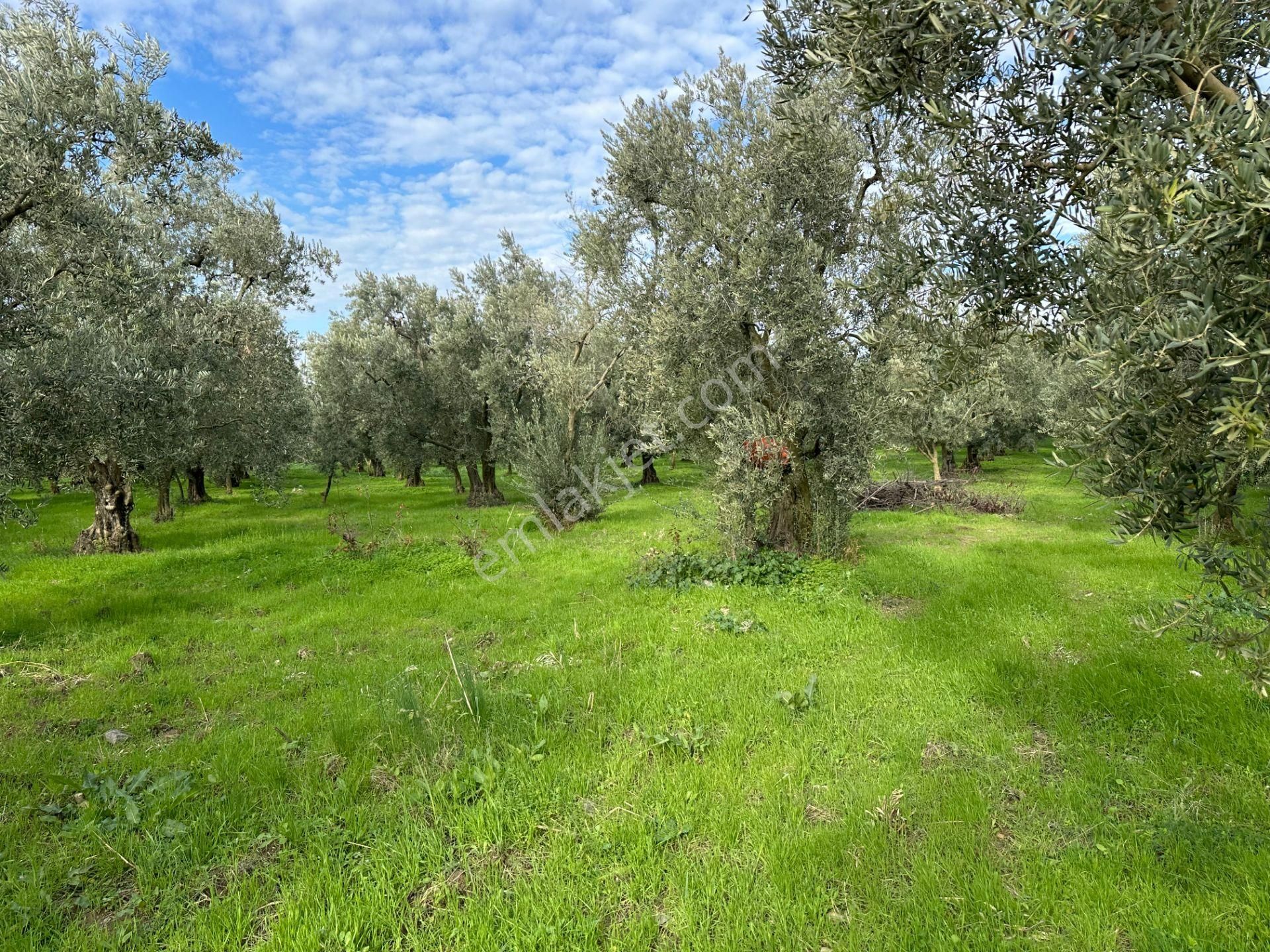 İznik Hocaköy Mahallesinde İmar Sınırında 3040 M2 Satılık Zeytin Bahçesi - Görsel 30