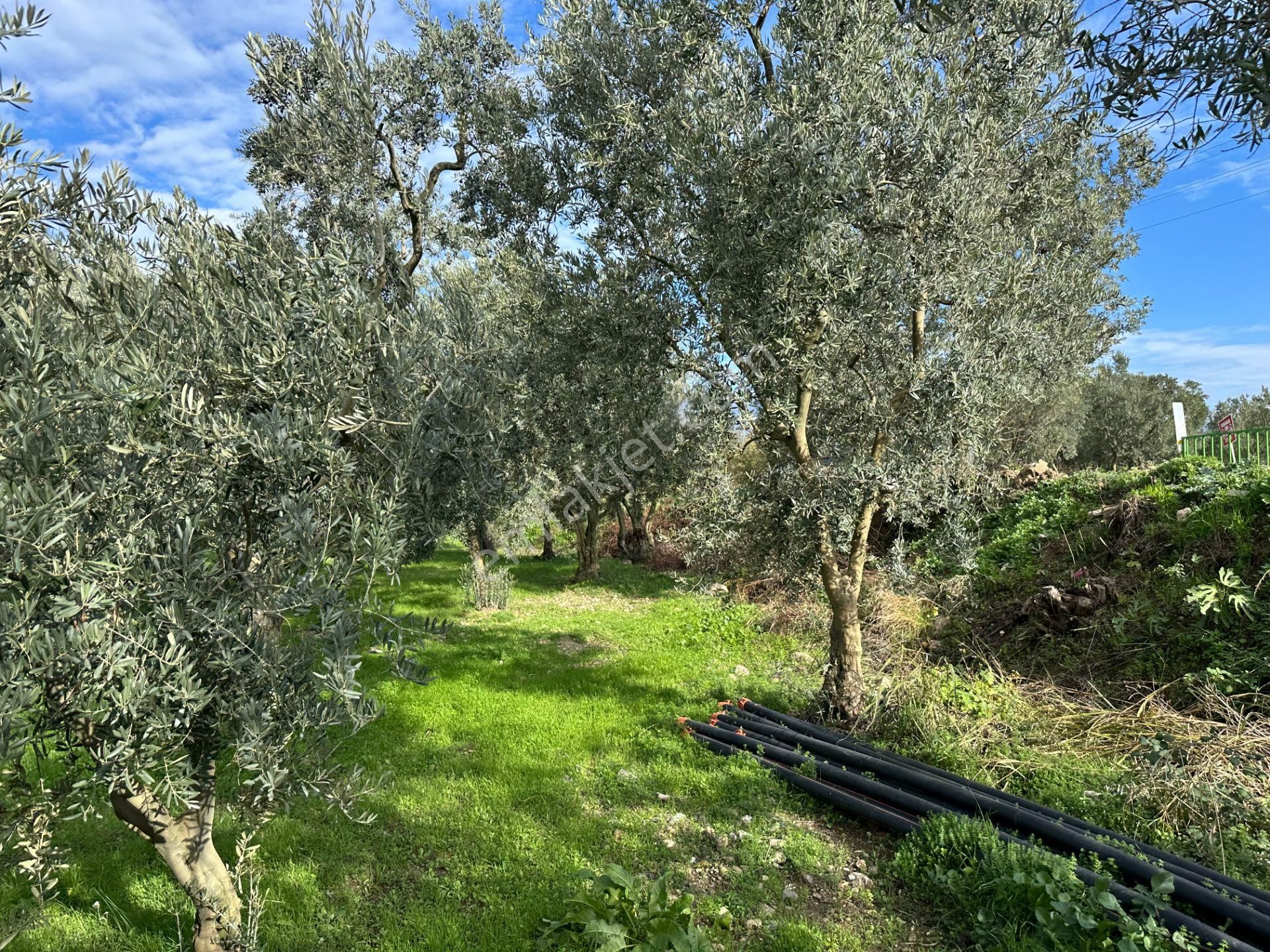 İznik Hocaköy Mahallesinde İmar Sınırında 3040 M2 Satılık Zeytin Bahçesi - Görsel 5