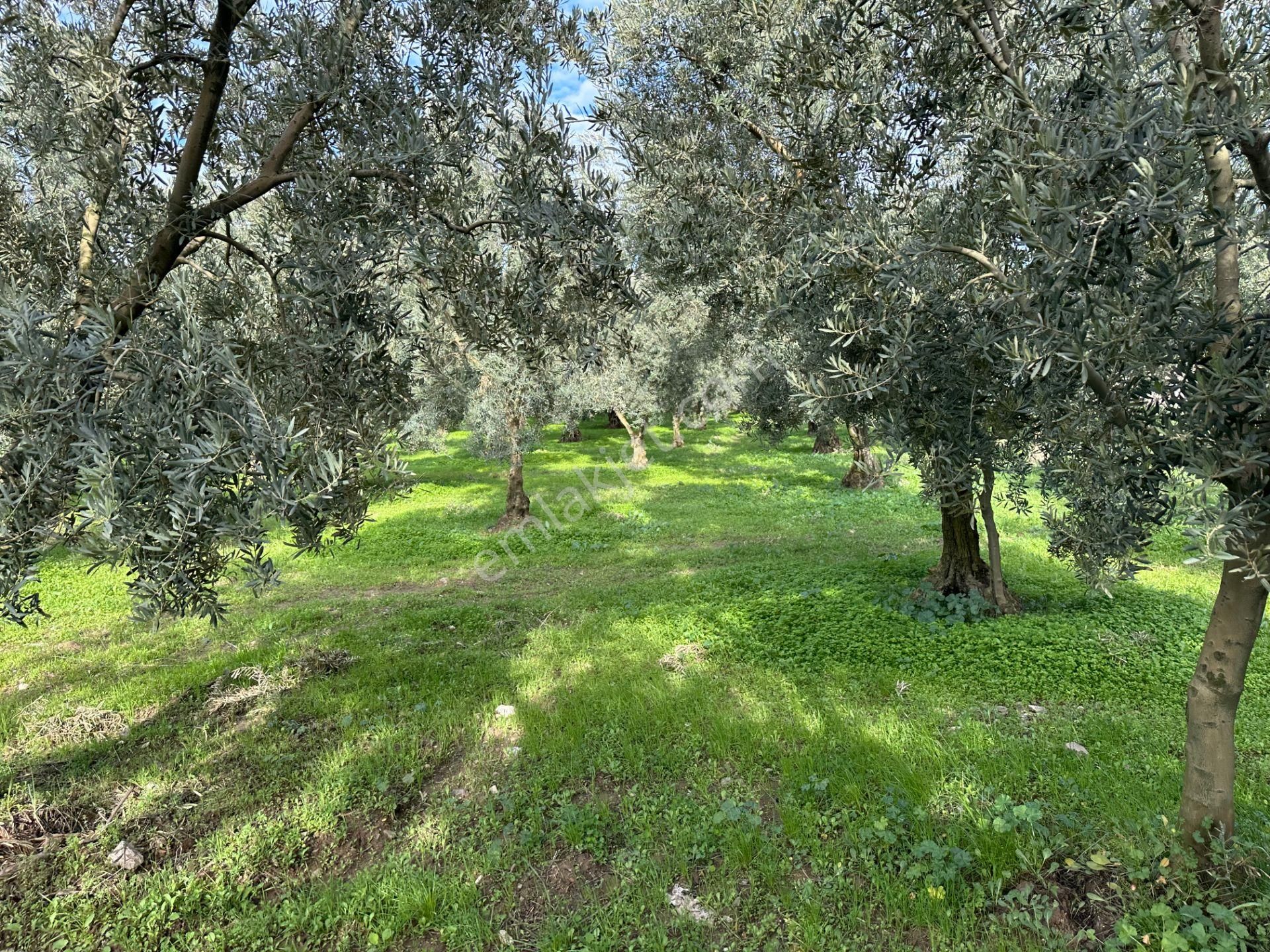 İznik Hocaköy Mahallesinde İmar Sınırında 3040 M2 Satılık Zeytin Bahçesi - Görsel 13