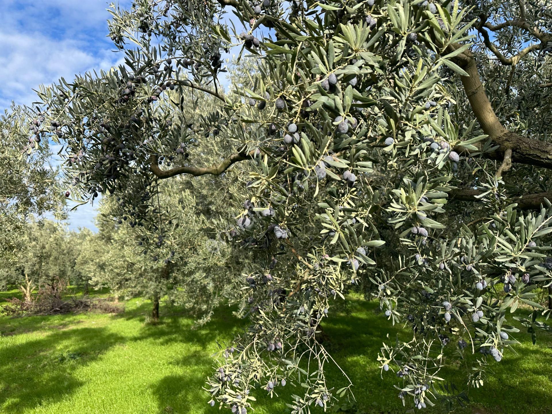 İznik Hocaköy Mahallesinde İmar Sınırında 3040 M2 Satılık Zeytin Bahçesi - Görsel 9