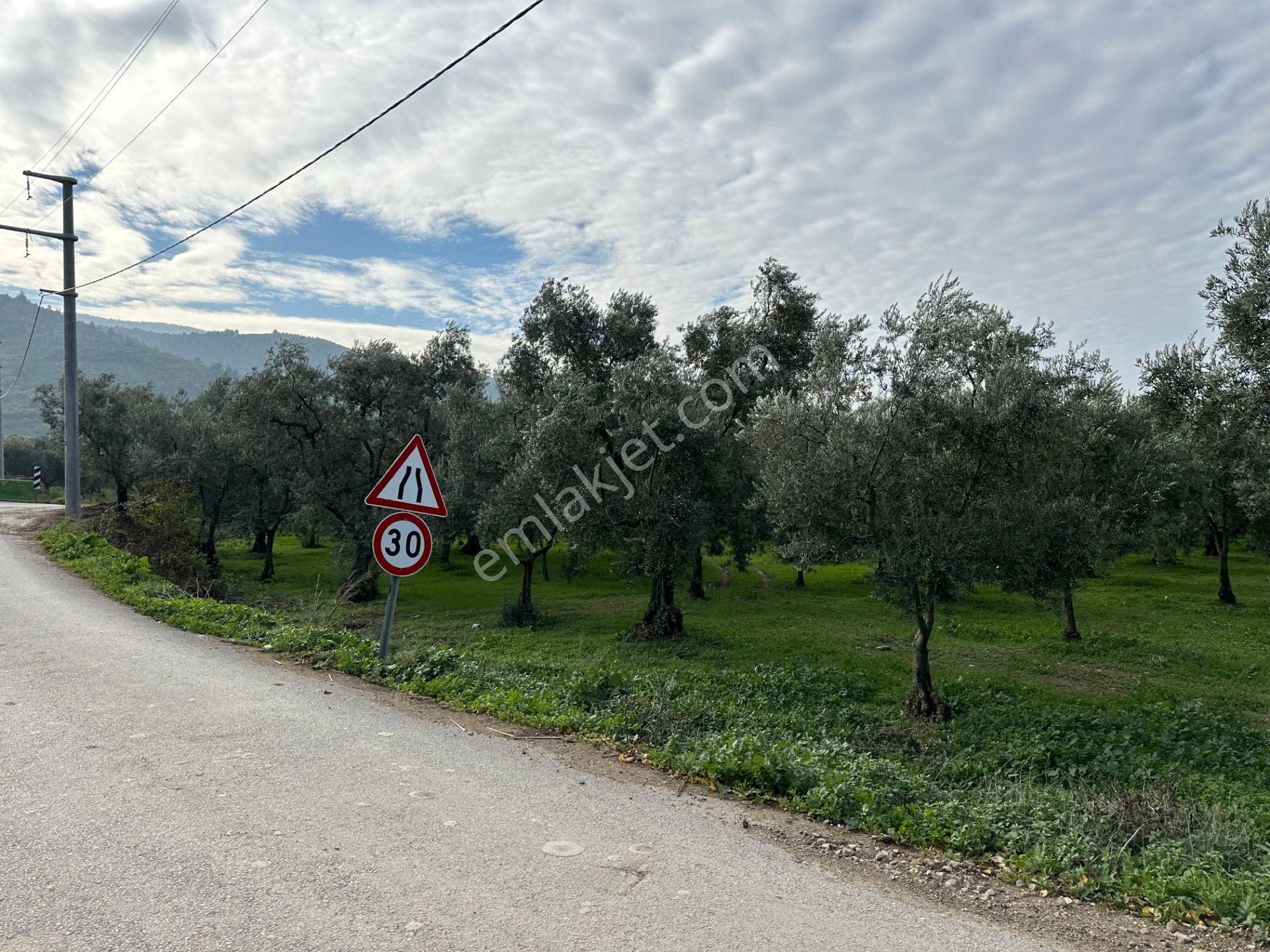 İznik Hocaköy Mahallesinde İmar Sınırında 3040 M2 Satılık Zeytin Bahçesi - Görsel 28