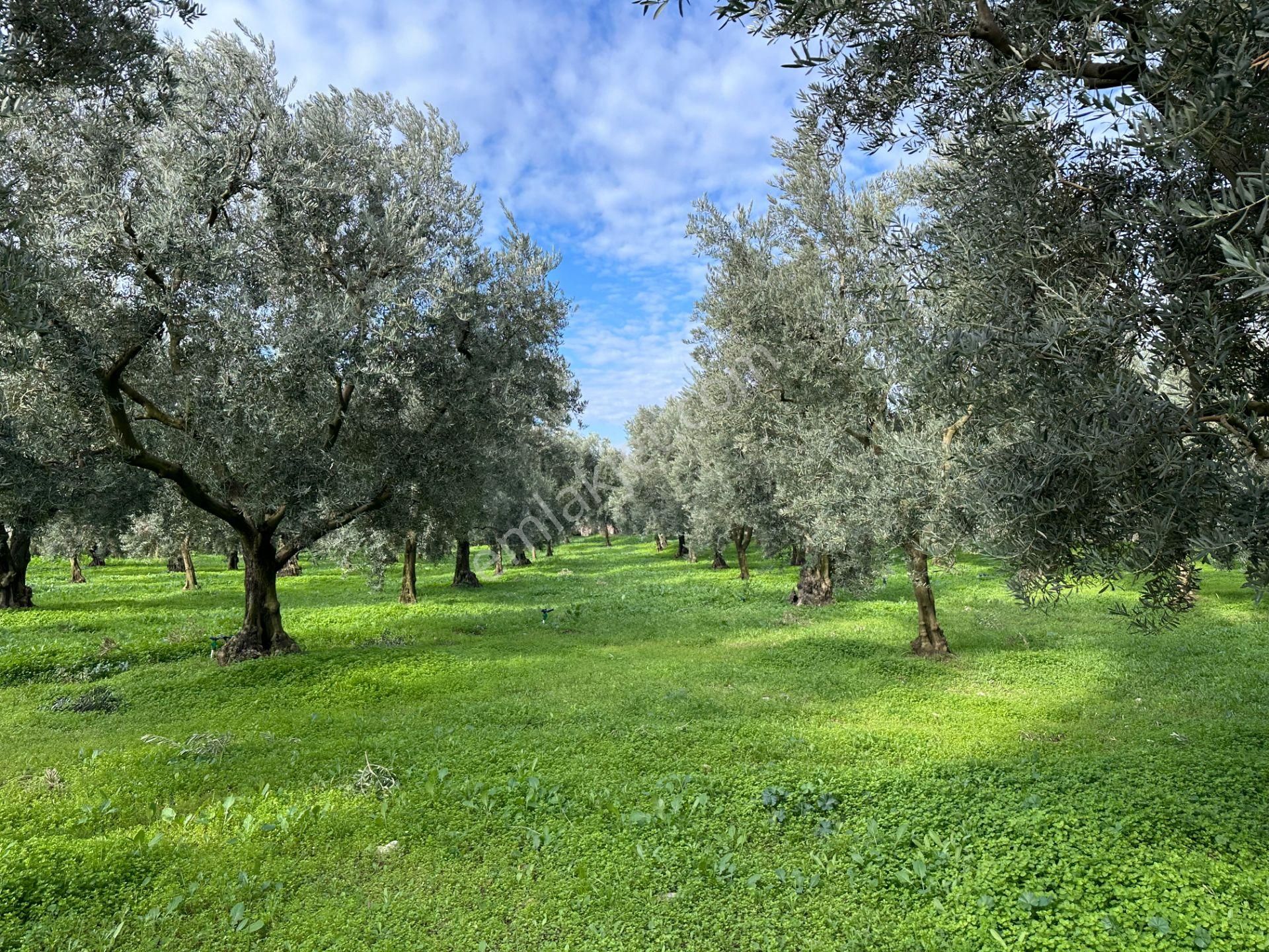 İznik Hocaköy Mahallesinde İmar Sınırında 3040 M2 Satılık Zeytin Bahçesi - Görsel 16