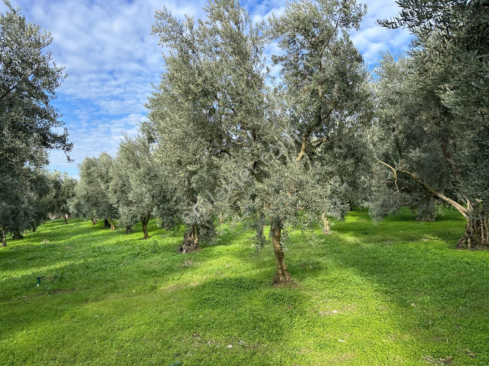 İznik Hocaköy Mahallesinde İmar Sınırında 3040 M2 Satılık Zeytin Bahçesi - Görsel 19