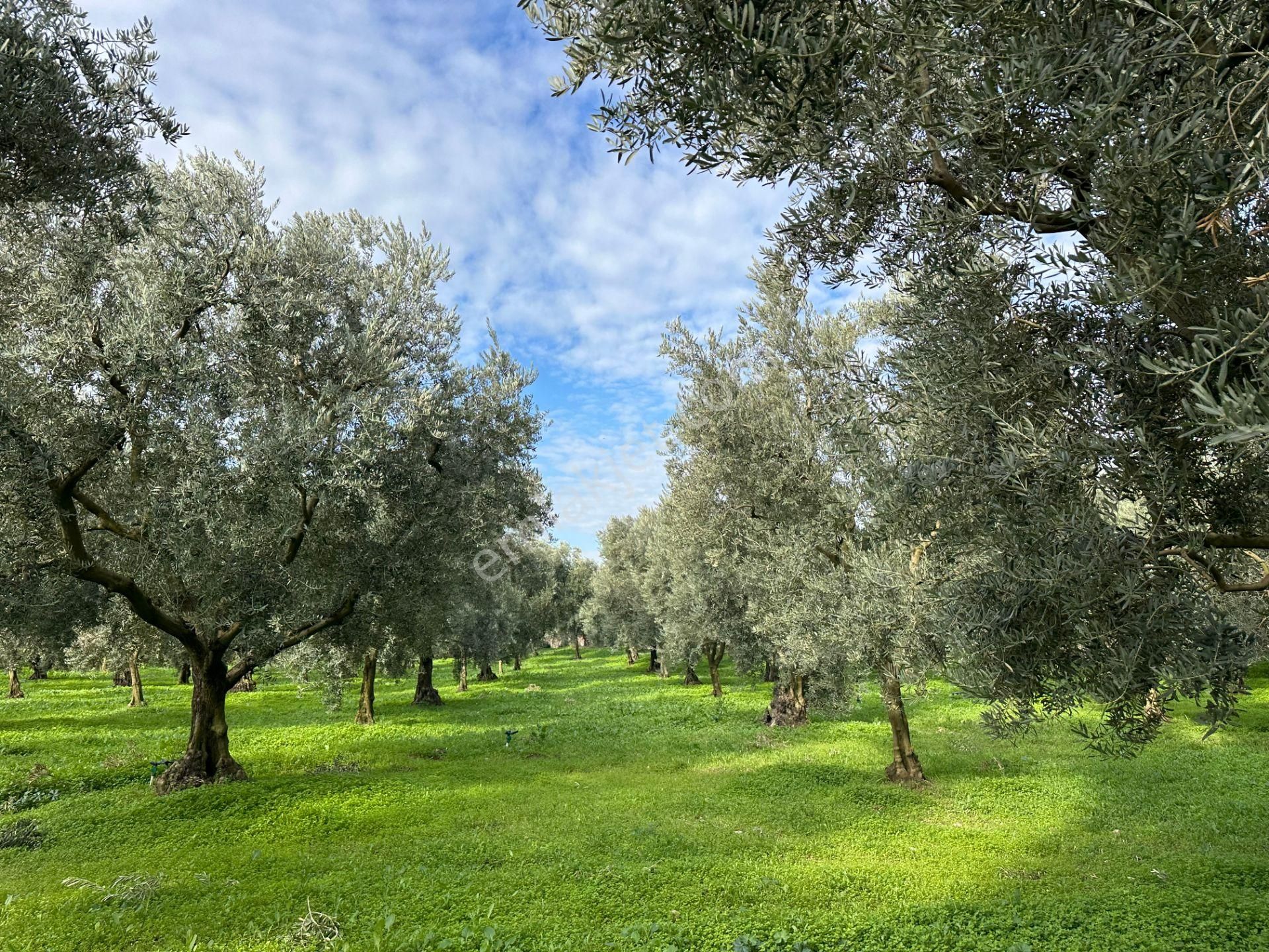 İznik Hocaköy Mahallesinde İmar Sınırında 3040 M2 Satılık Zeytin Bahçesi - Görsel 17