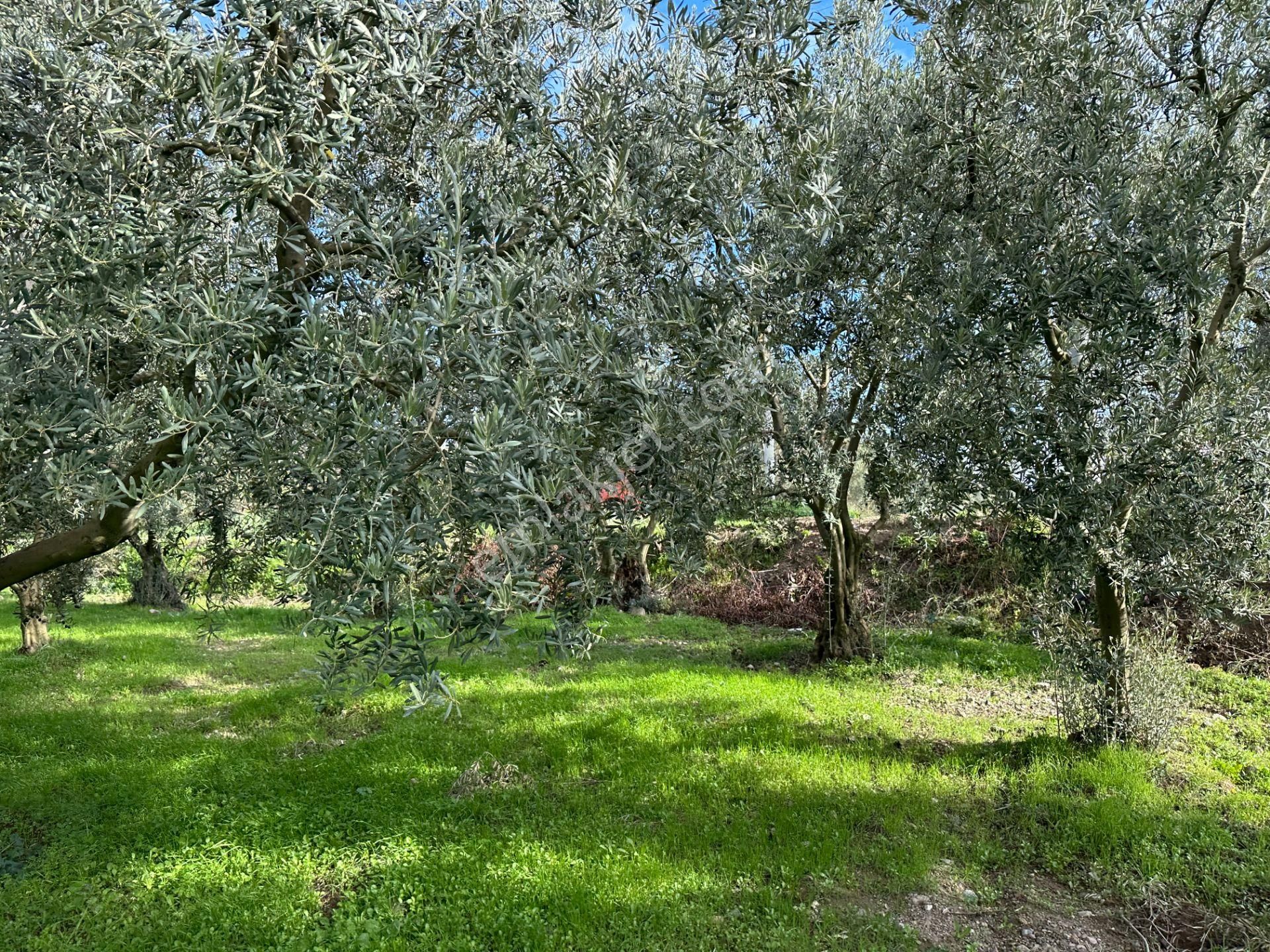 İznik Hocaköy Mahallesinde İmar Sınırında 3040 M2 Satılık Zeytin Bahçesi - Görsel 10