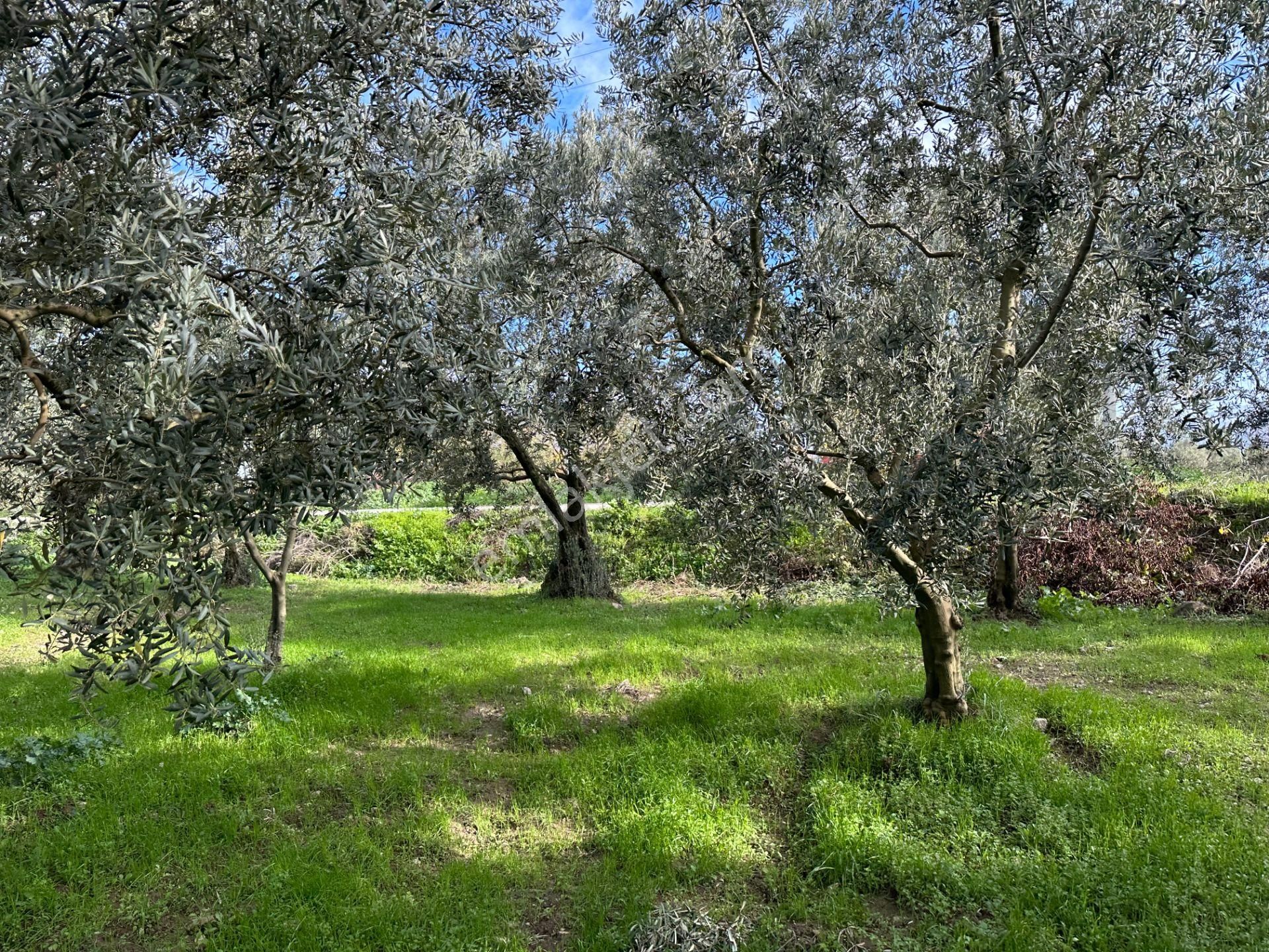 İznik Hocaköy Mahallesinde İmar Sınırında 3040 M2 Satılık Zeytin Bahçesi - Görsel 11