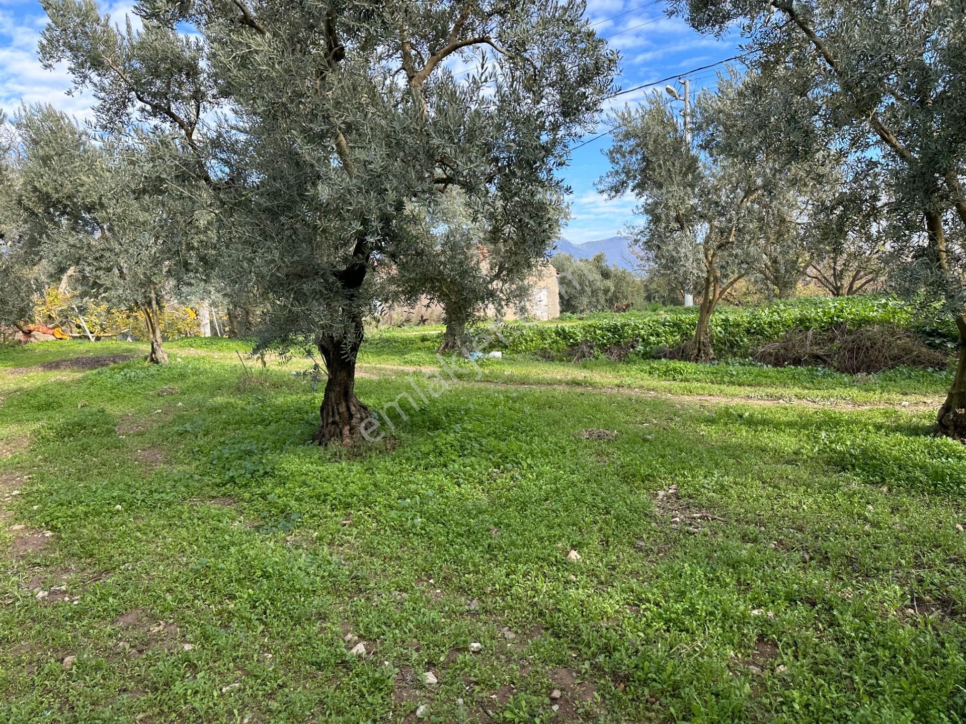 İznik Hocaköy Mahallesinde İmar Sınırında 3040 M2 Satılık Zeytin Bahçesi - Görsel 21