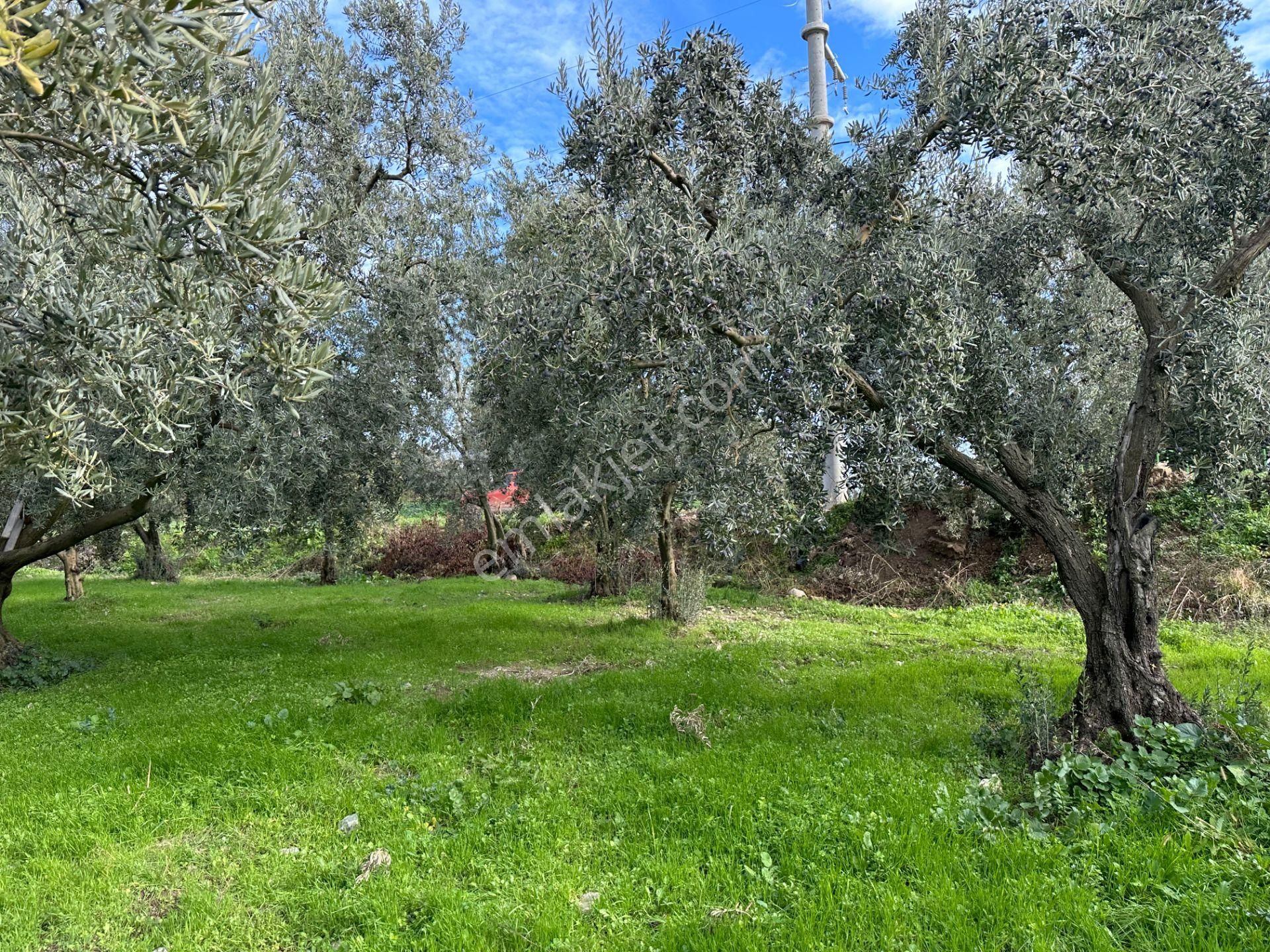 İznik Hocaköy Mahallesinde İmar Sınırında 3040 M2 Satılık Zeytin Bahçesi - Görsel 25