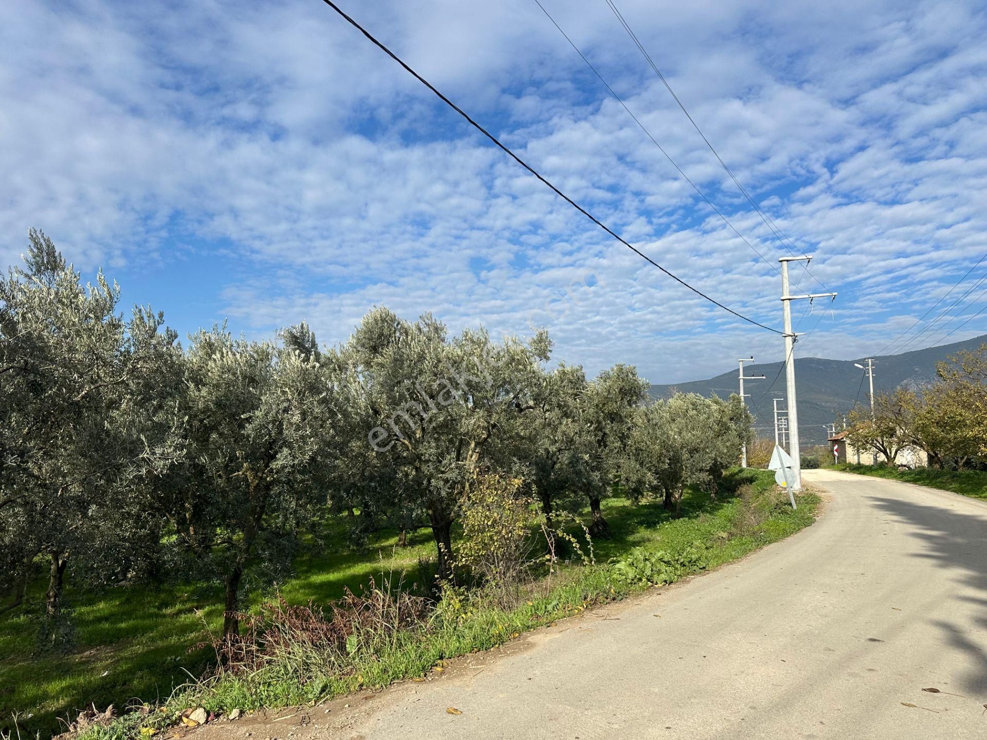İznik Hocaköy Mahallesinde İmar Sınırında 3040 M2 Satılık Zeytin Bahçesi