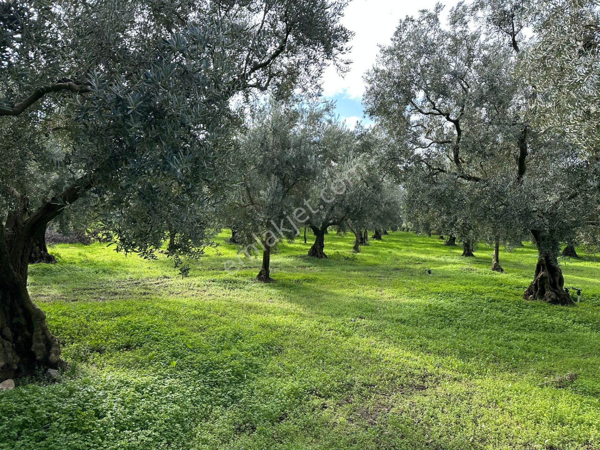 İznik Hocaköy Mahallesinde İmar Sınırında 3040 M2 Satılık Zeytin Bahçesi - Görsel 18