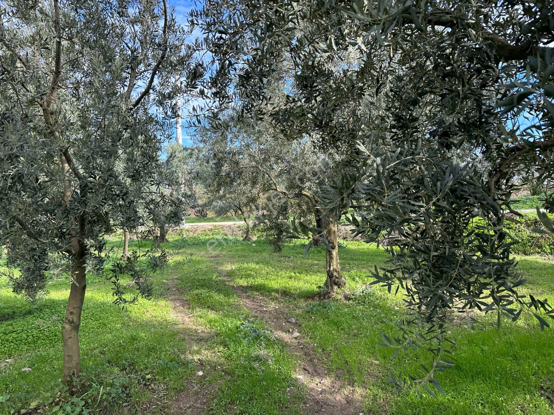 İznik Hocaköy Mahallesinde İmar Sınırında 3040 M2 Satılık Zeytin Bahçesi - Görsel 12