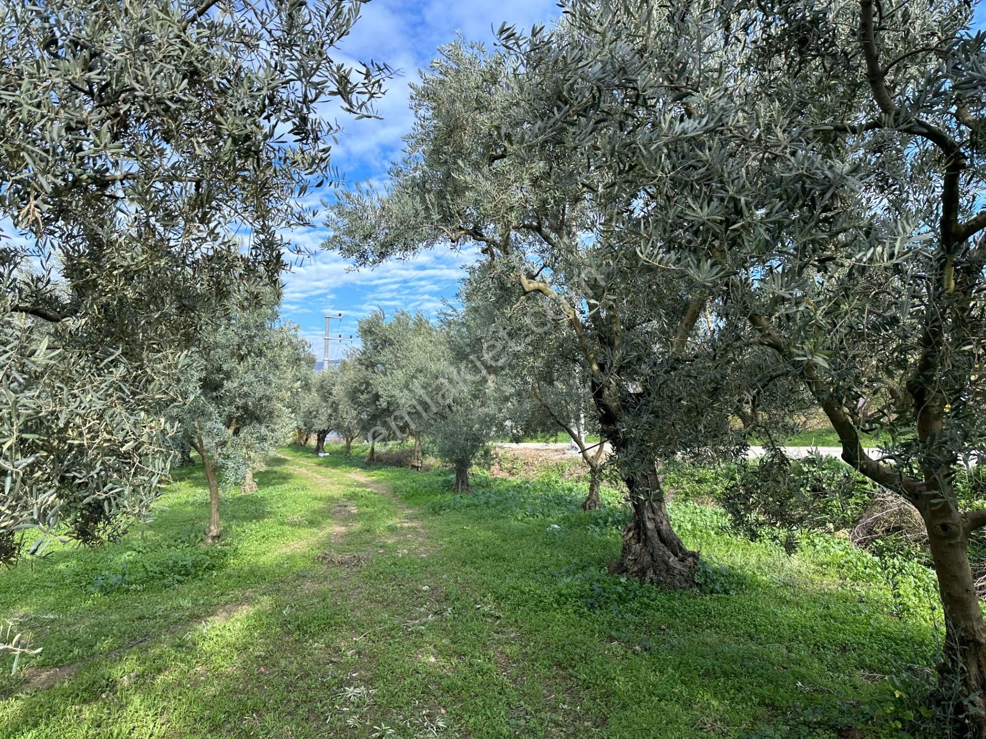 İznik Hocaköy Mahallesinde İmar Sınırında 3040 M2 Satılık Zeytin Bahçesi - Görsel 14