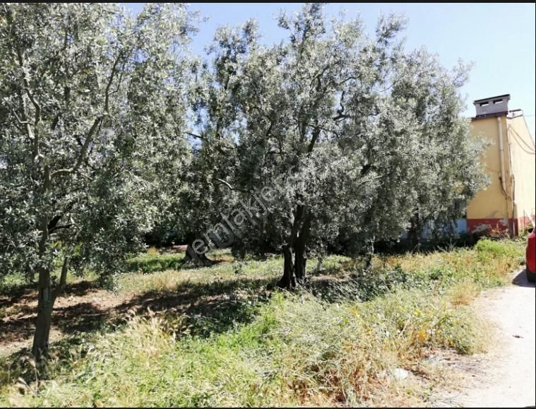 Expert'ten İznik Yeşilcami'de Satılık 3.531 M² Zeytinlik